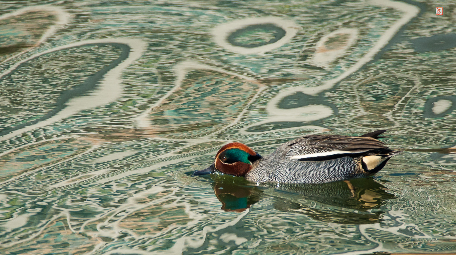 Nikon D3 + Sigma 150-600mm F5-6.3 DG OS HSM | C sample photo. Common teal(male) photography