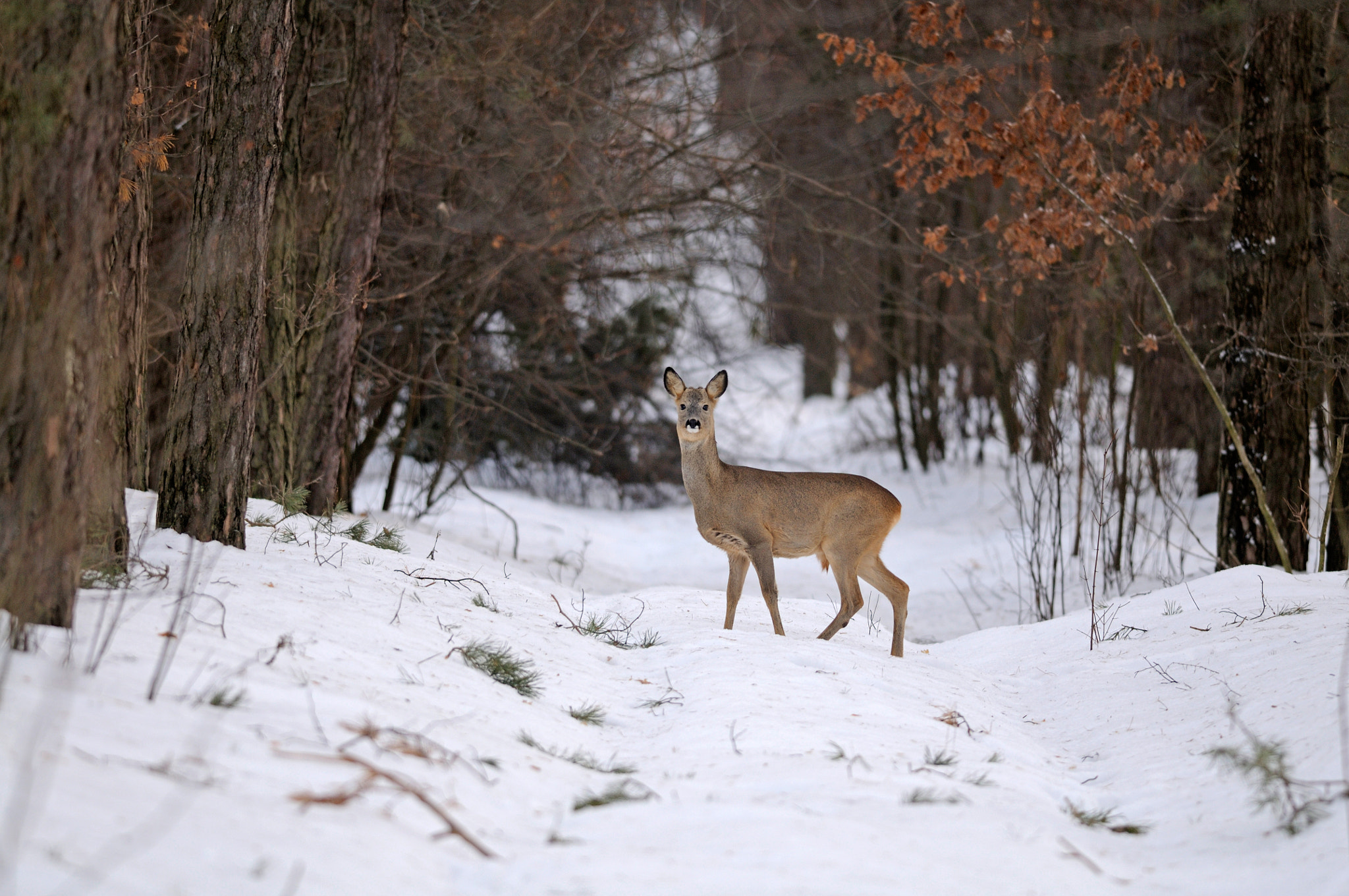 Nikon D300S + Nikon AF-S Nikkor 300mm F4D ED-IF sample photo. On forest road photography