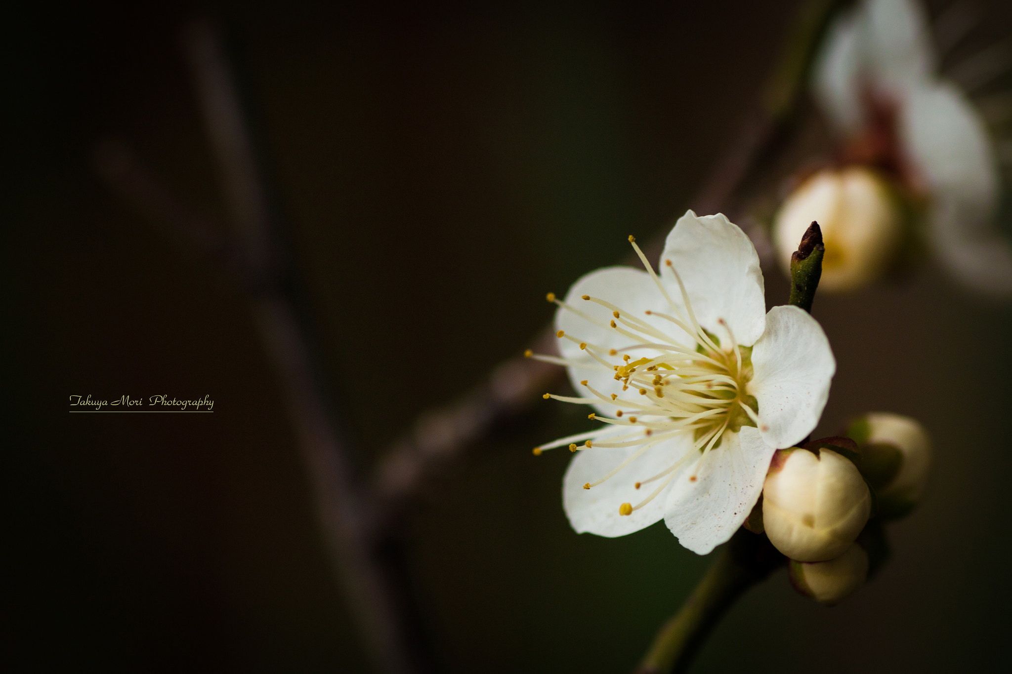 Canon EOS 70D + Tamron SP AF 90mm F2.8 Di Macro sample photo. 寒さにも負けず photography