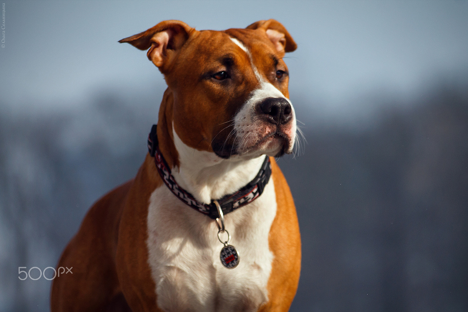 Sigma 70-300mm F4-5.6 APO DG Macro sample photo. American staffordshire terrier primus inter pares photography