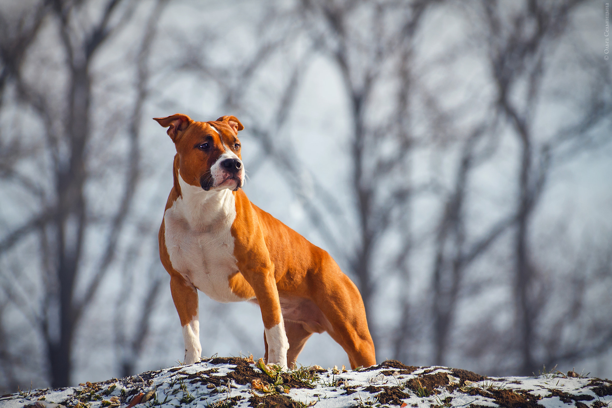 Sigma 70-300mm F4-5.6 APO DG Macro sample photo. American staffordshire terrier primus inter pares photography