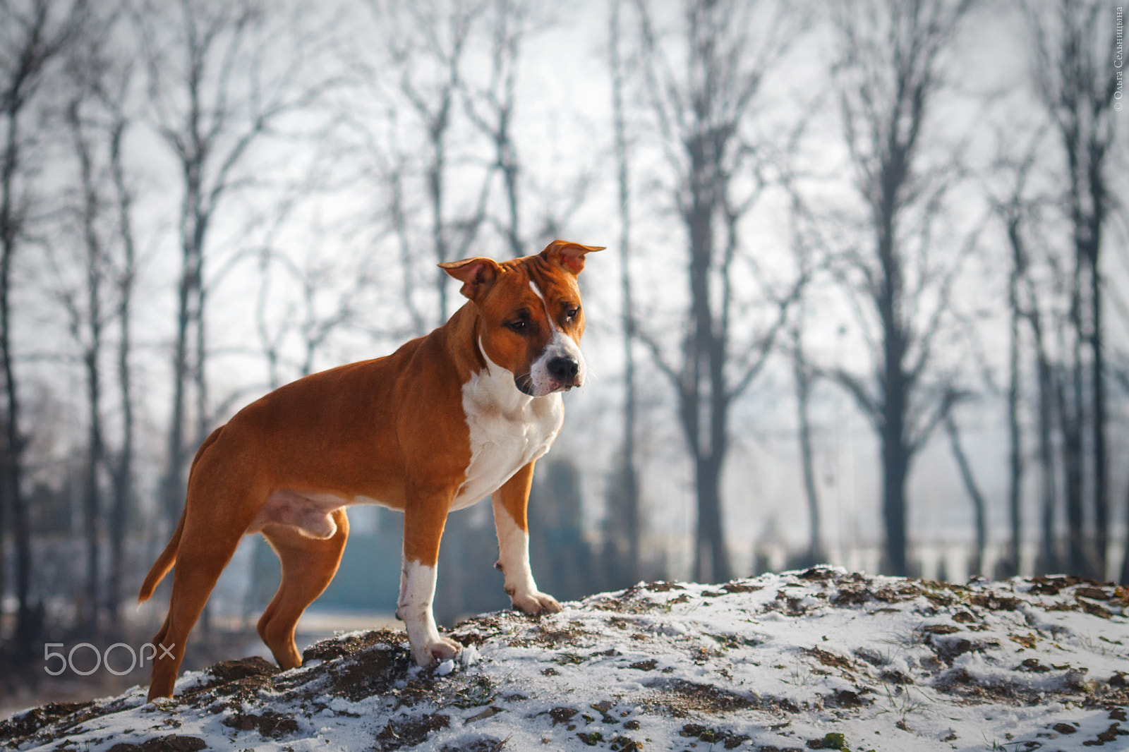 Sigma 70-300mm F4-5.6 APO DG Macro sample photo. American staffordshire terrier primus inter pares photography