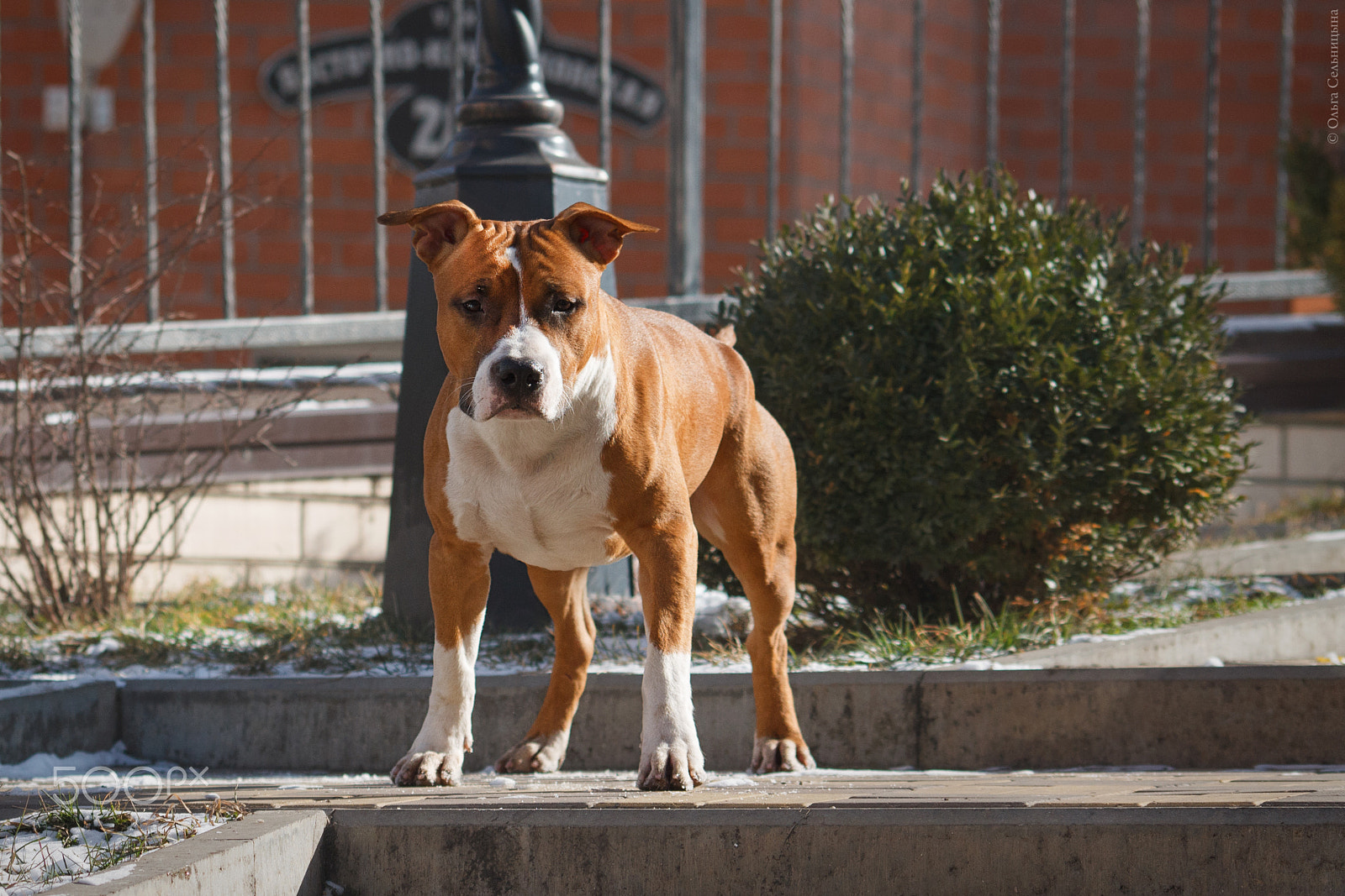 Sigma 70-300mm F4-5.6 APO DG Macro sample photo. American staffordshire terrier primus inter pares photography