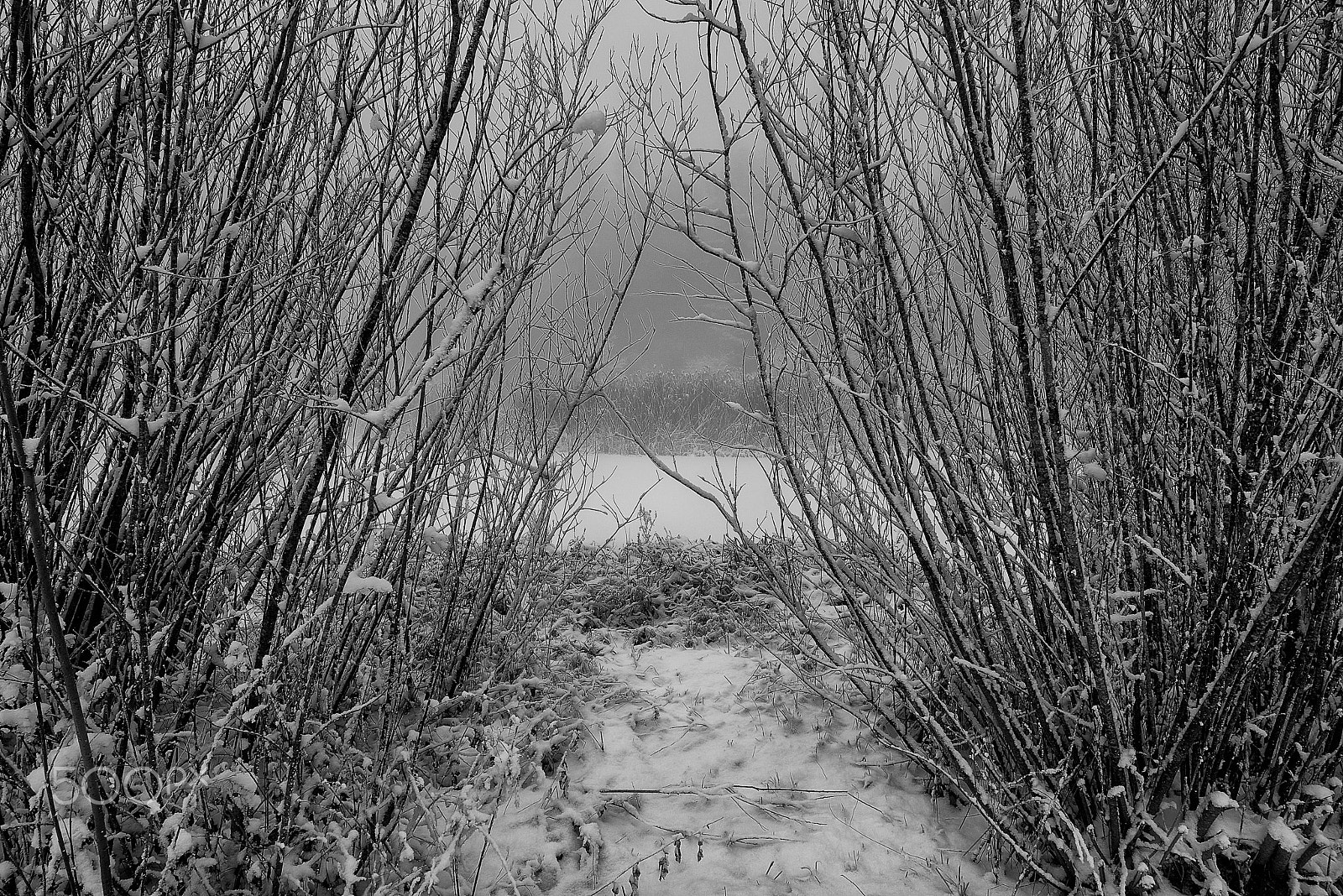 Nikon AF-S Nikkor 14-24mm F2.8G ED sample photo. Winter am weiher photography