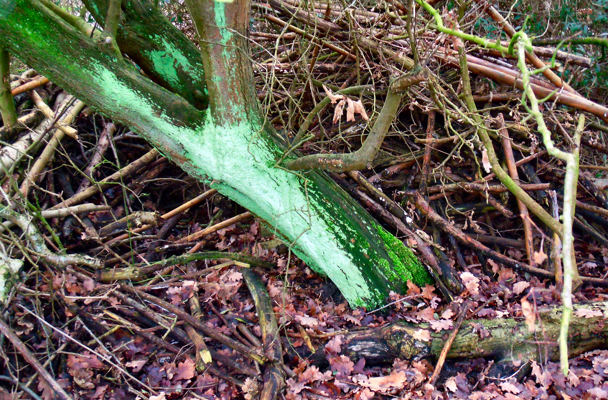 Fujifilm FinePix Z300 sample photo. Turned green trunk in a wild garden photography