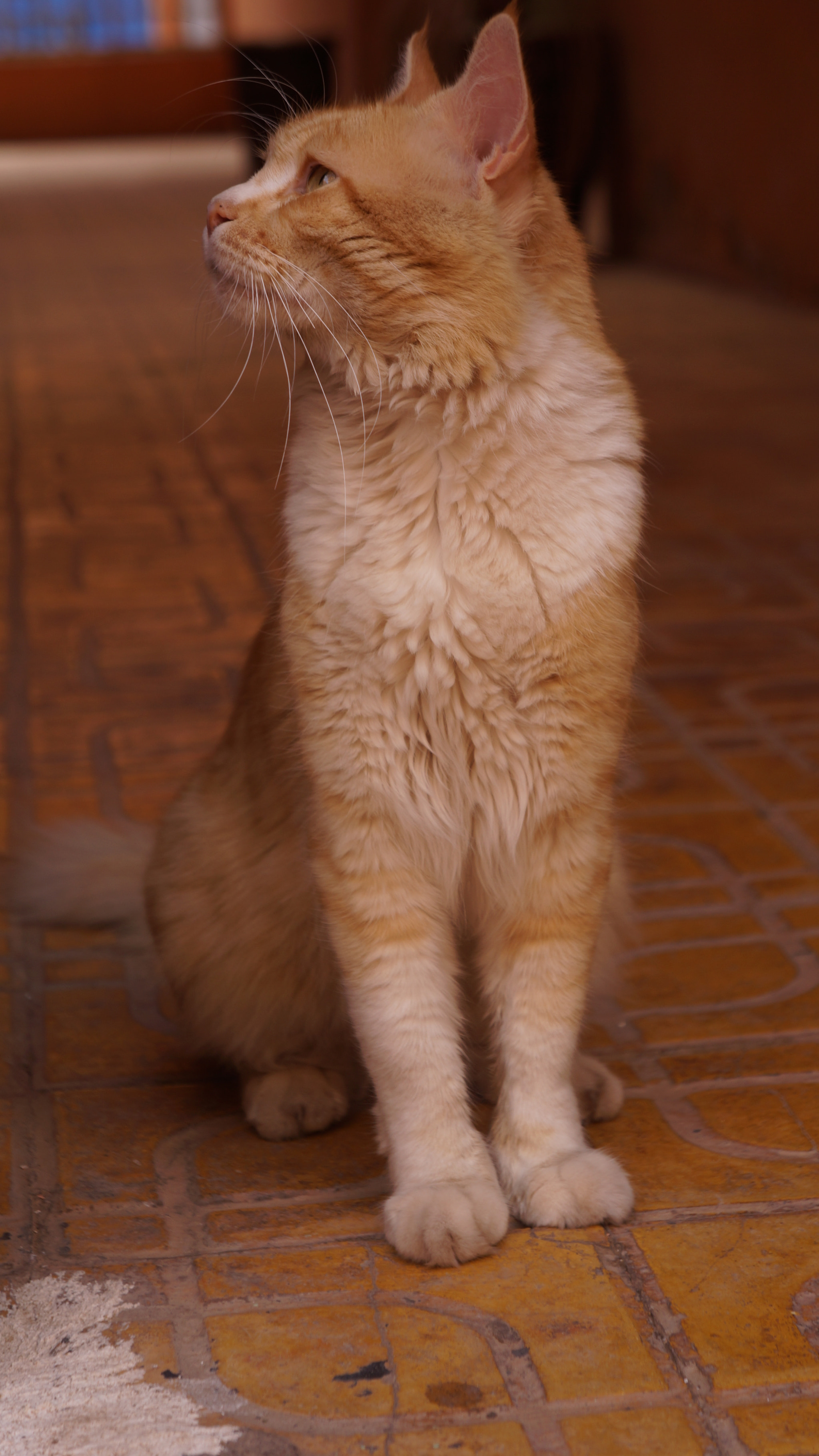 Sony FE 28-70mm F3.5-5.6 OSS sample photo. Cat photography
