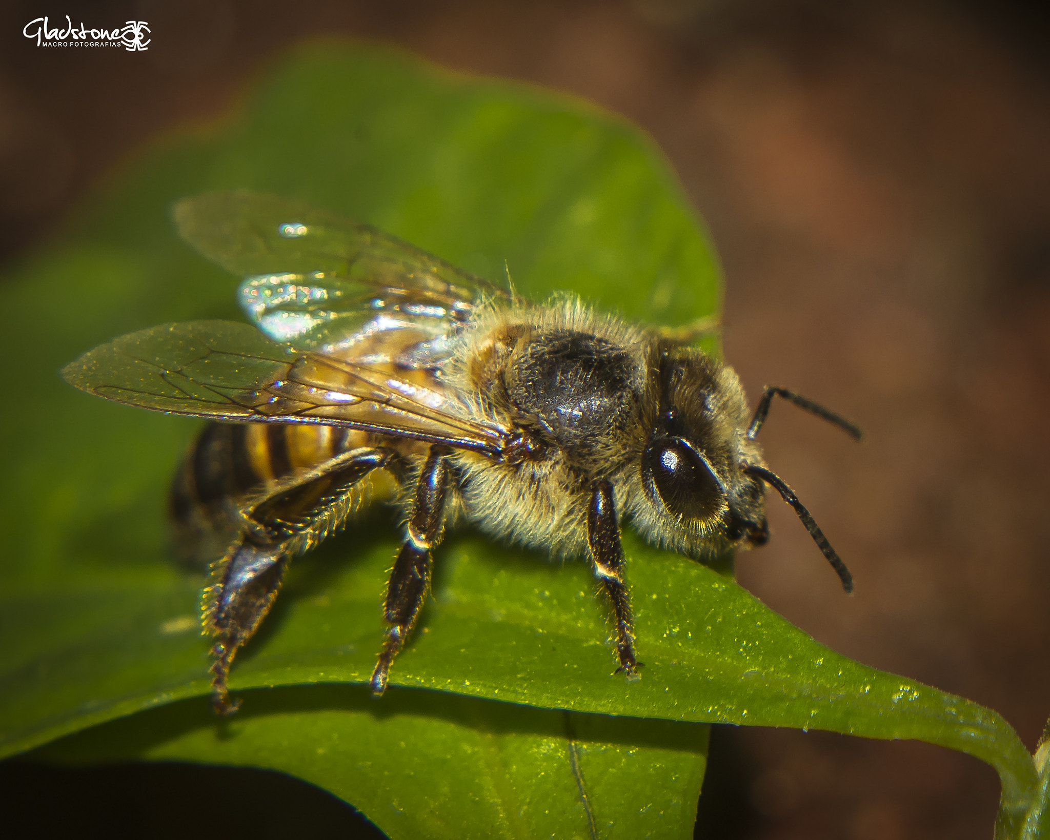 Sigma 105mm F2.8 EX DG OS HSM sample photo. Abelha photography