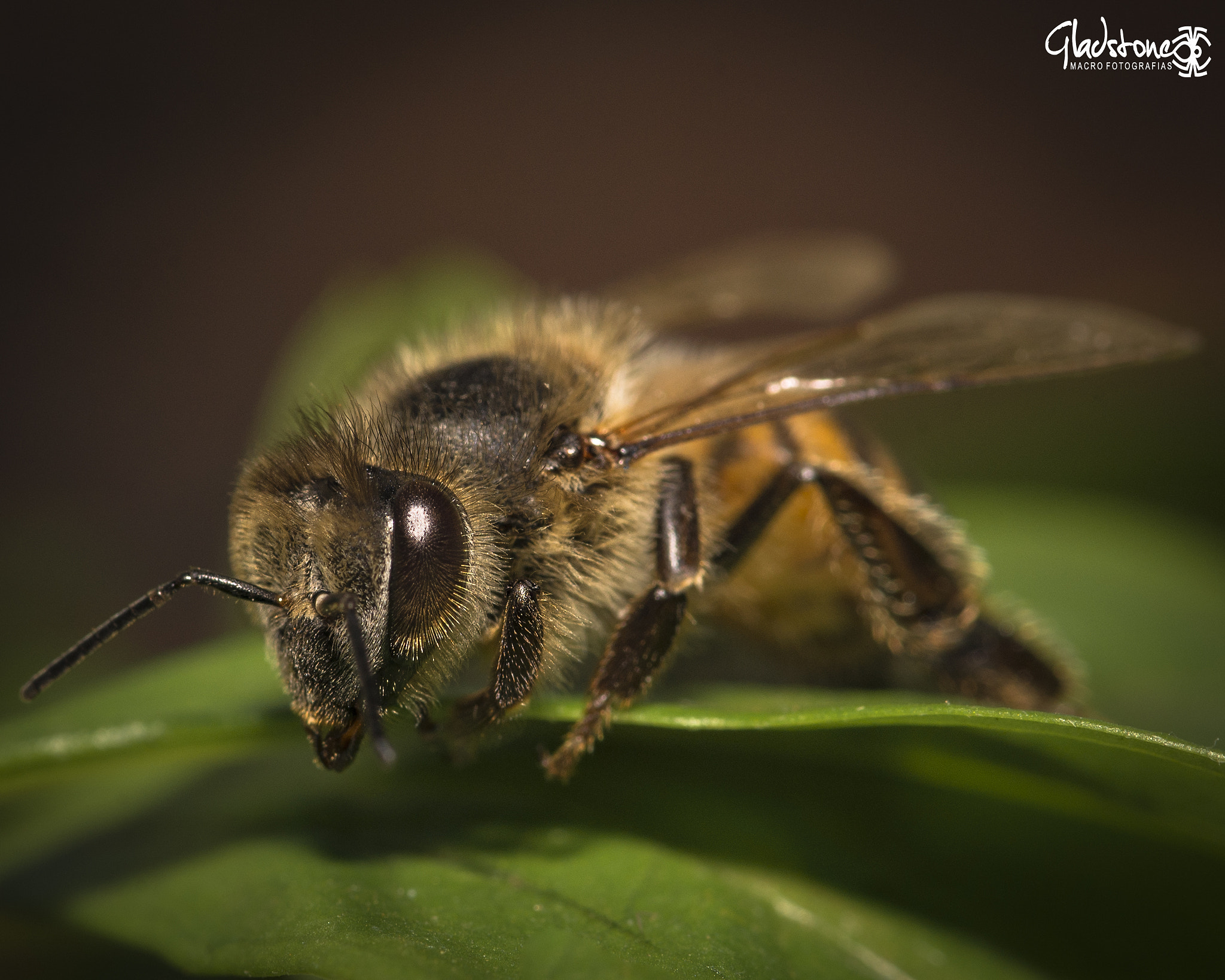 Sigma 105mm F2.8 EX DG OS HSM sample photo. Abelha photography