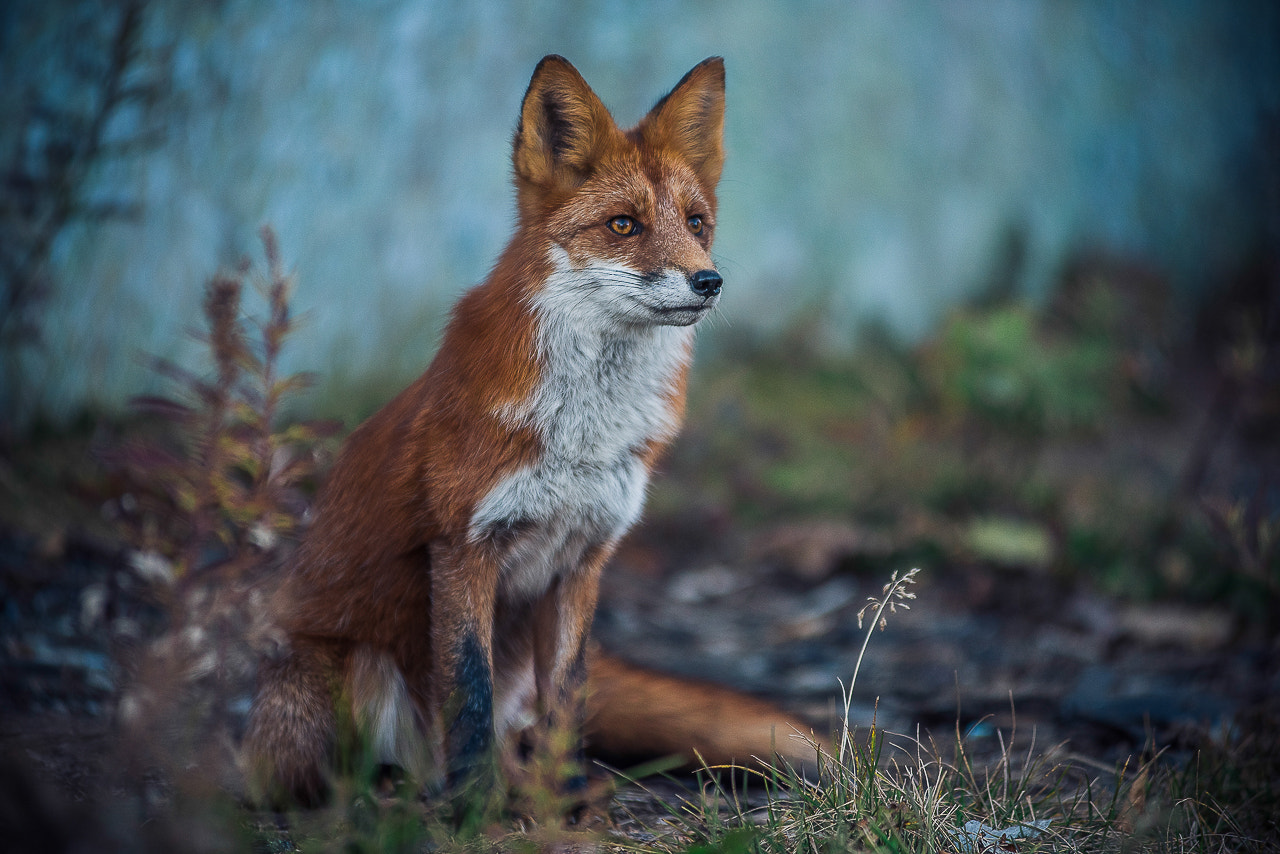 Nikon AF-Nikkor 80-200mm F2.8D ED sample photo. Встретили Лисицу на Мысе Маячном!!) Петропавловск-Камчатский Россия photography