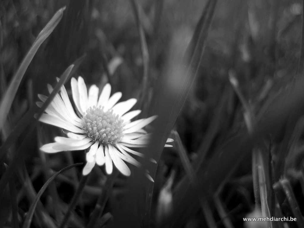 Canon DIGITAL IXUS 40 sample photo. Flower photography