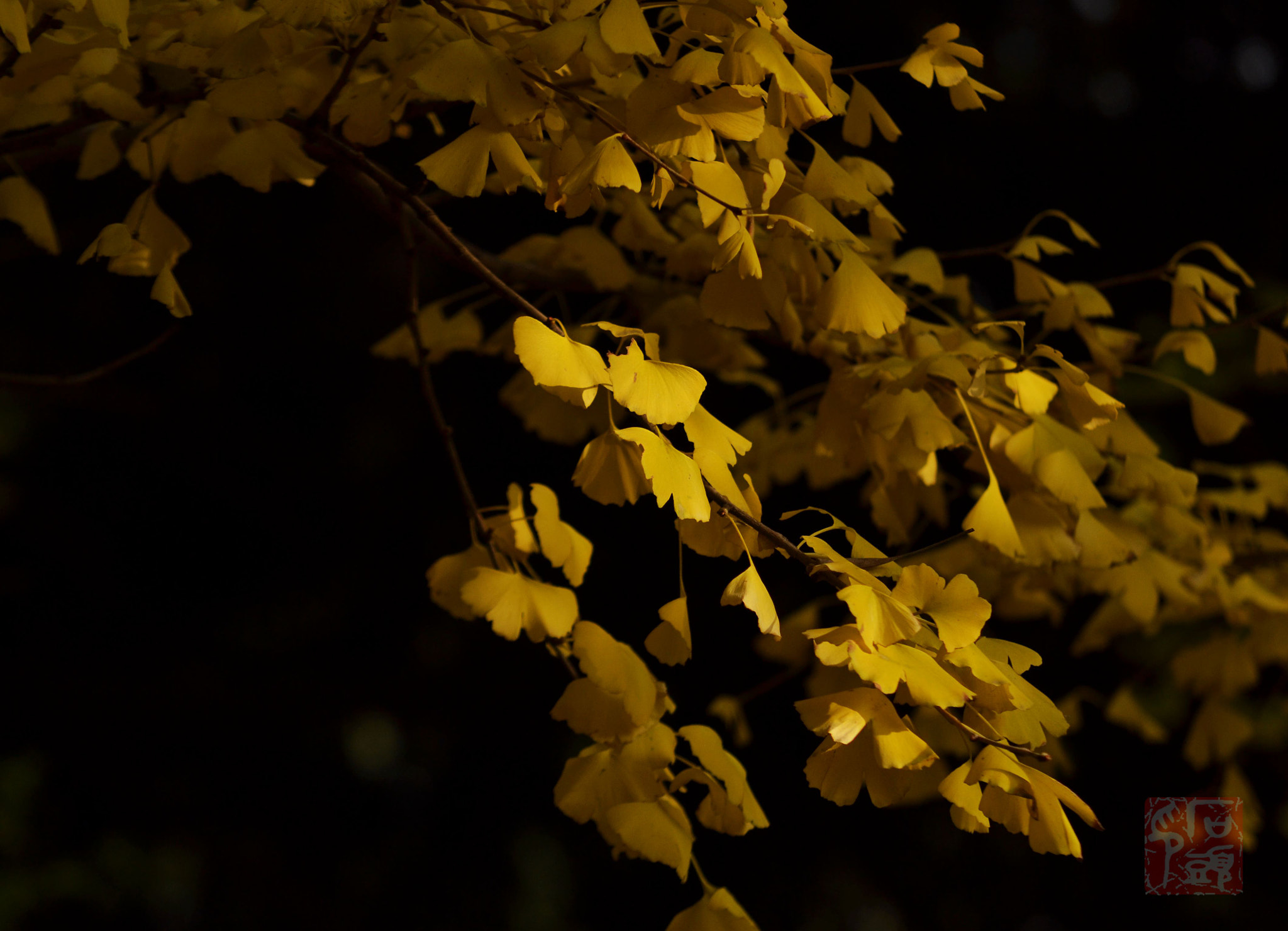 Sigma 70-200mm F2.8 EX DG Macro HSM II sample photo. Ginkgo photography