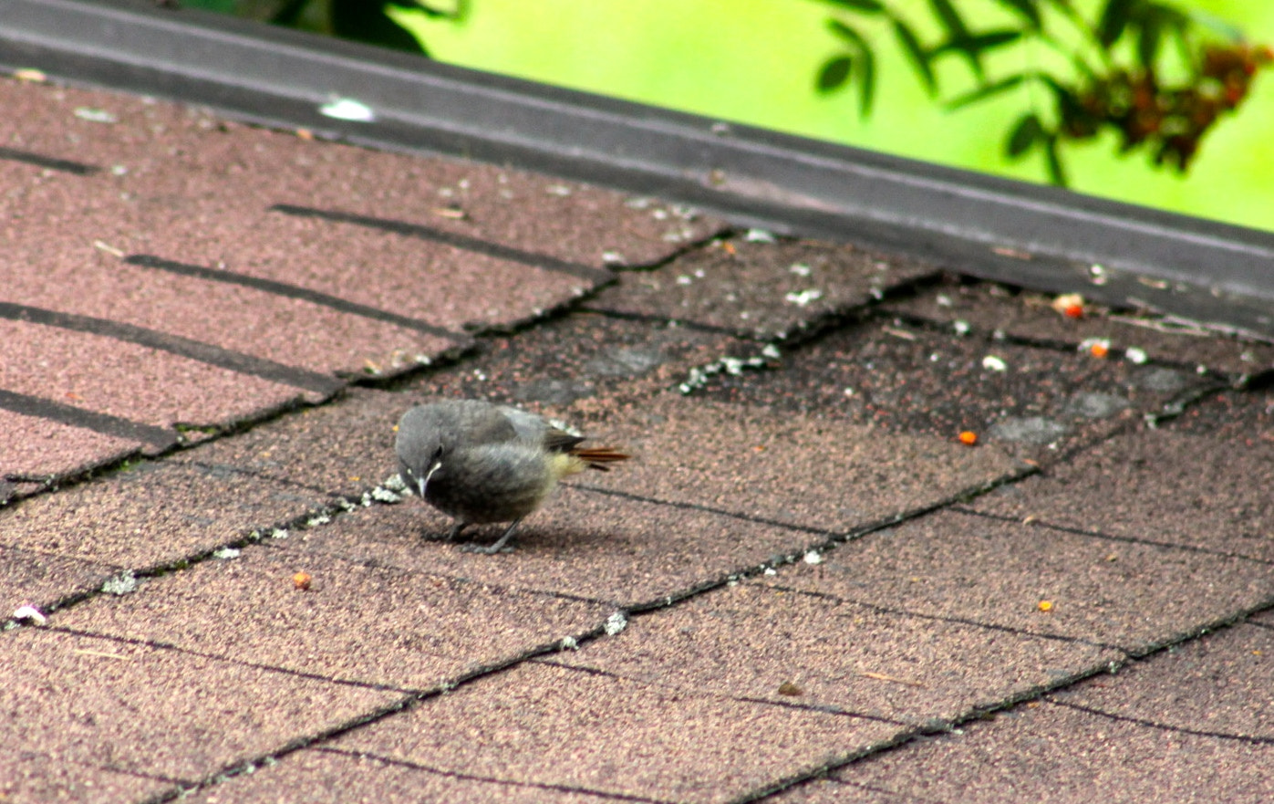 Canon EF 75-300mm f/4-5.6 USM sample photo. Img photography