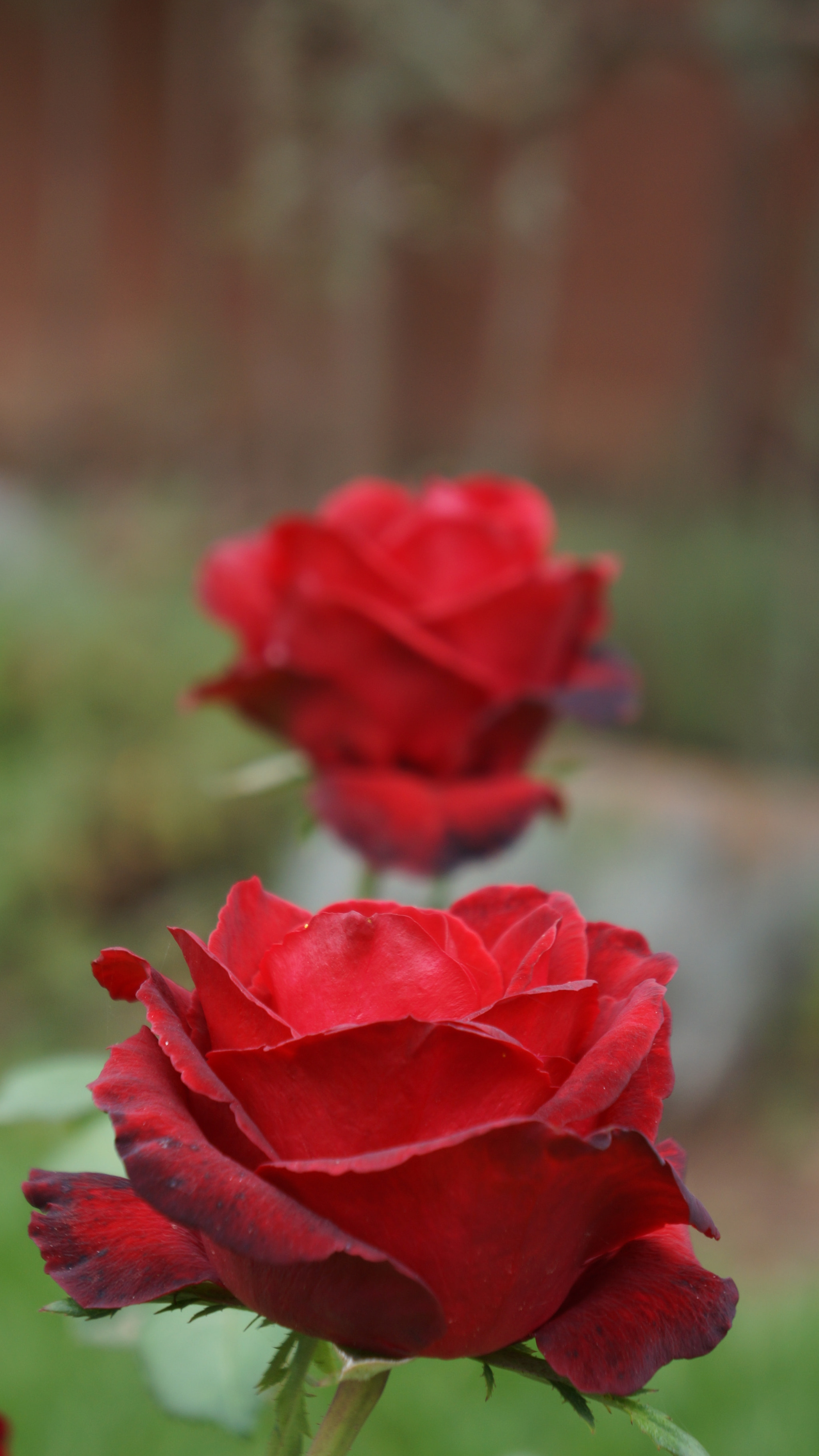 Sony E 18-55mm F3.5-5.6 OSS sample photo. Roses photography