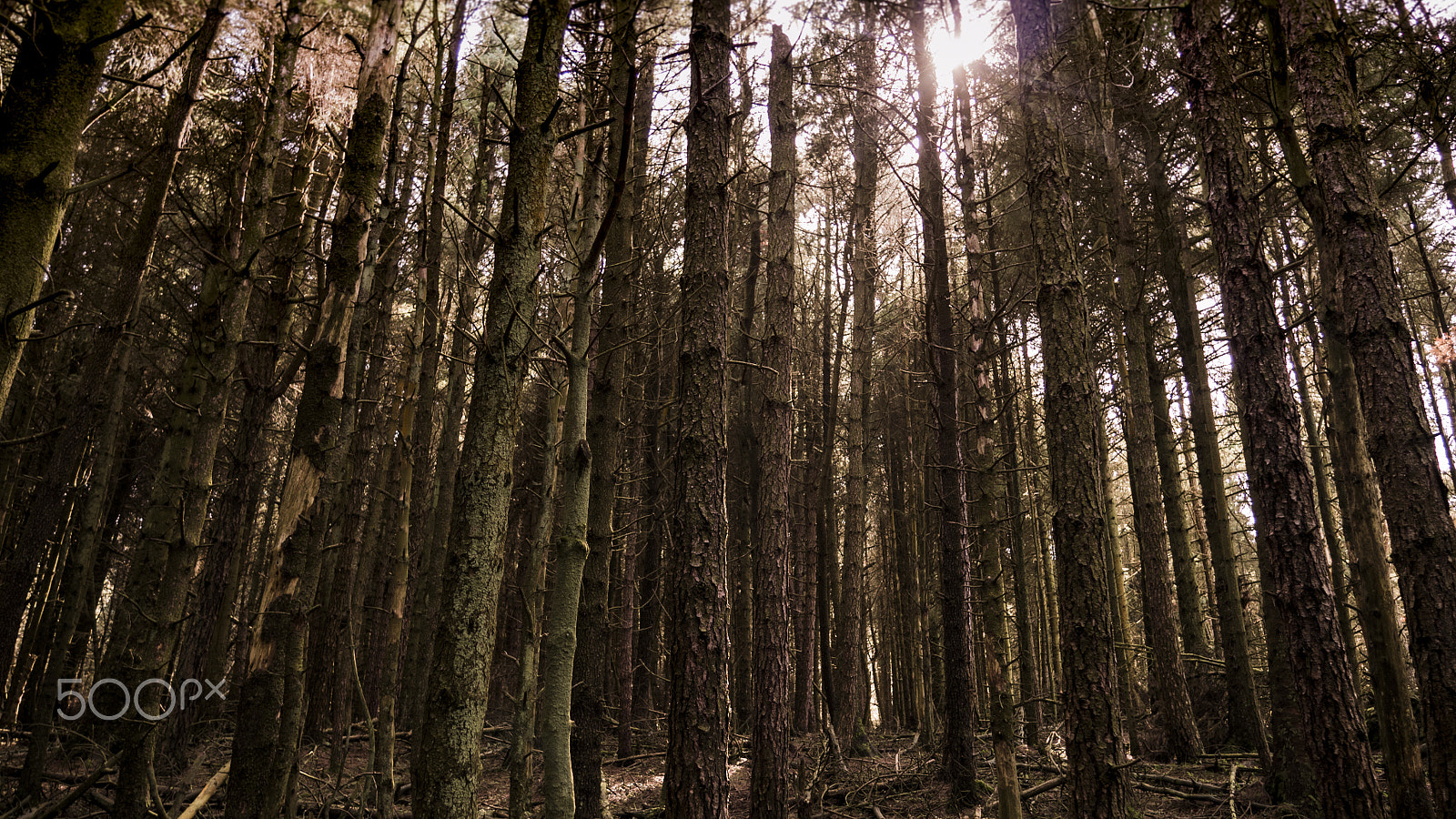 Panasonic Lumix DMC-GX7 sample photo. Through the woods photography
