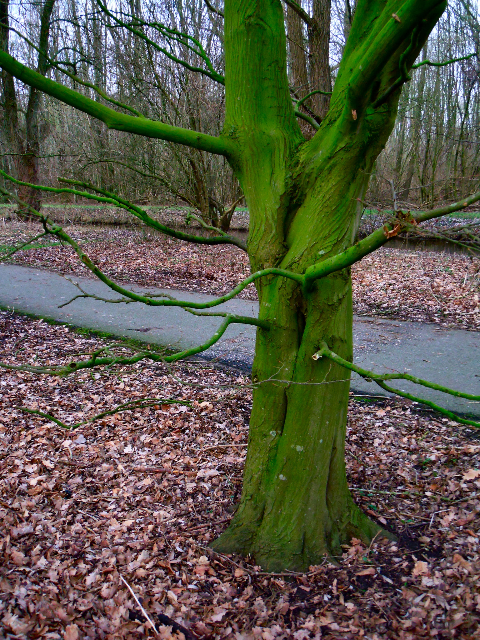 Fujifilm FinePix Z300 sample photo. Green tree with branches in a wild garden photography