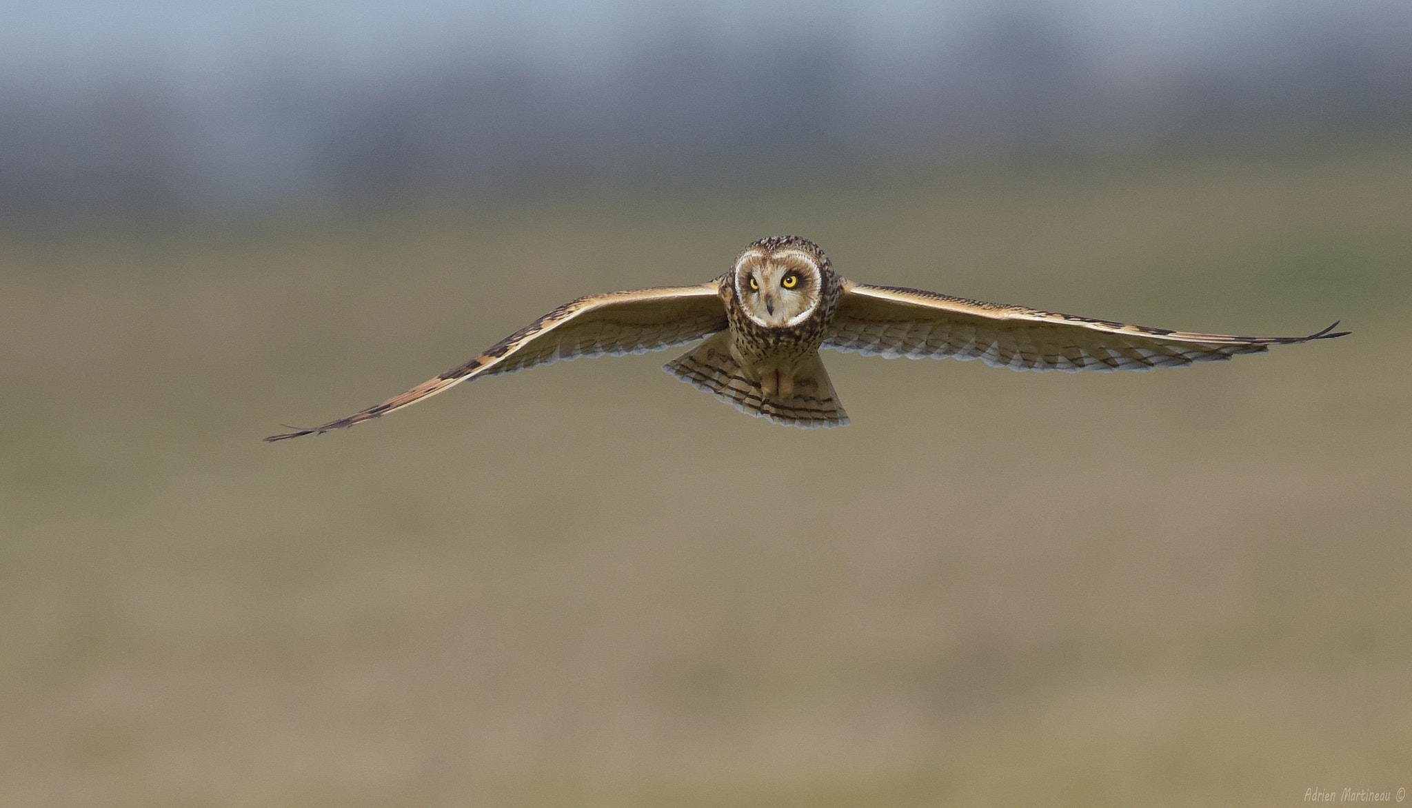 Nikon AF-S Nikkor 300mm F2.8G ED-IF VR sample photo. Hibou des marais (asio flammeus) photography