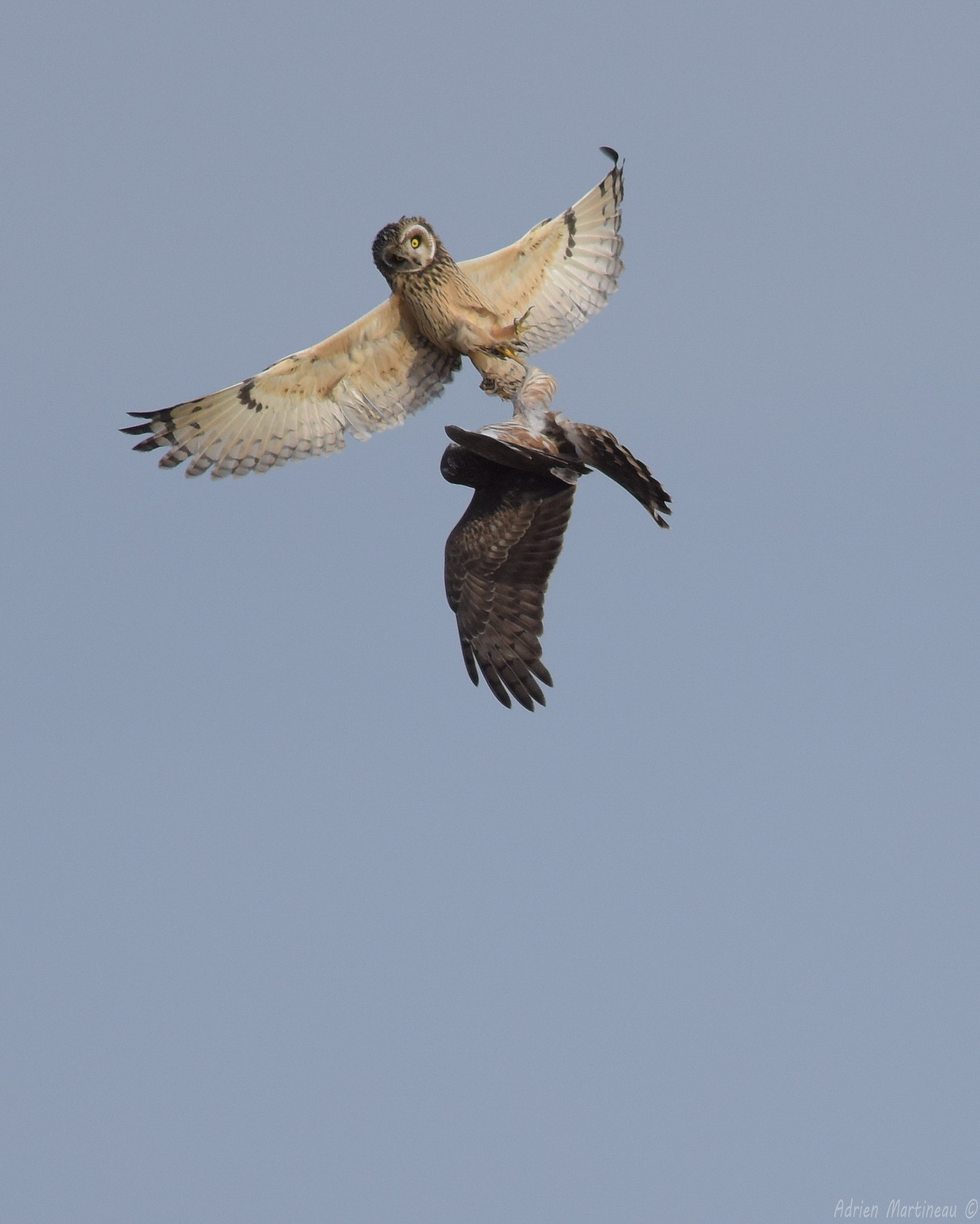 Nikon AF-S Nikkor 300mm F2.8G ED-IF VR sample photo. Hibou des marais (asio flammeus) photography