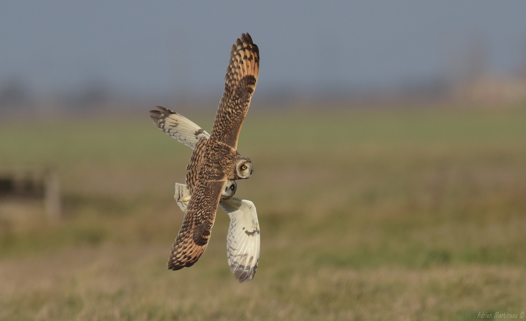 Nikon AF-S Nikkor 300mm F2.8G ED-IF VR sample photo. Hibou des marais (asio flammeus) photography