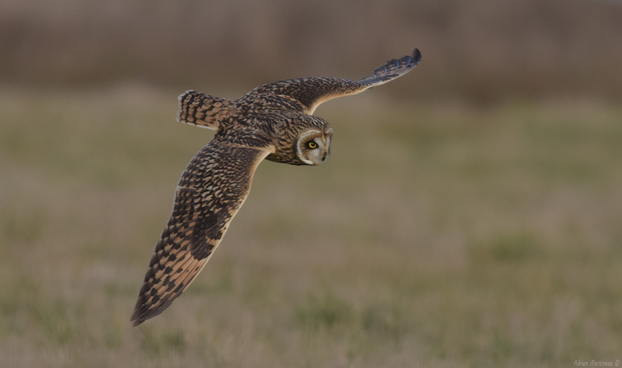 Nikon AF-S Nikkor 300mm F2.8G ED-IF VR sample photo. Hibou des marais (asio flammeus) photography