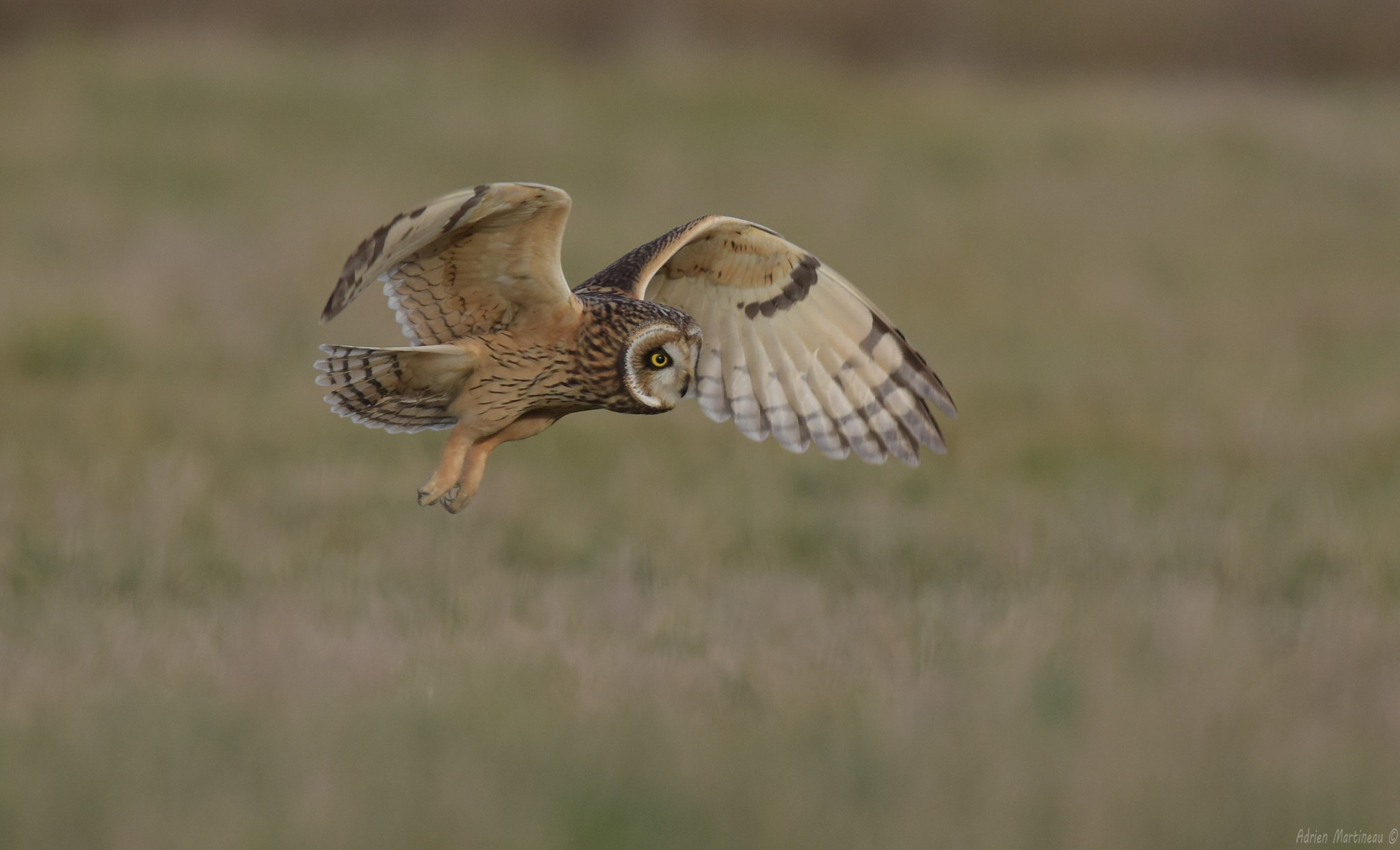 Nikon AF-S Nikkor 300mm F2.8G ED-IF VR sample photo. Hibou des marais (asio flammeus) photography