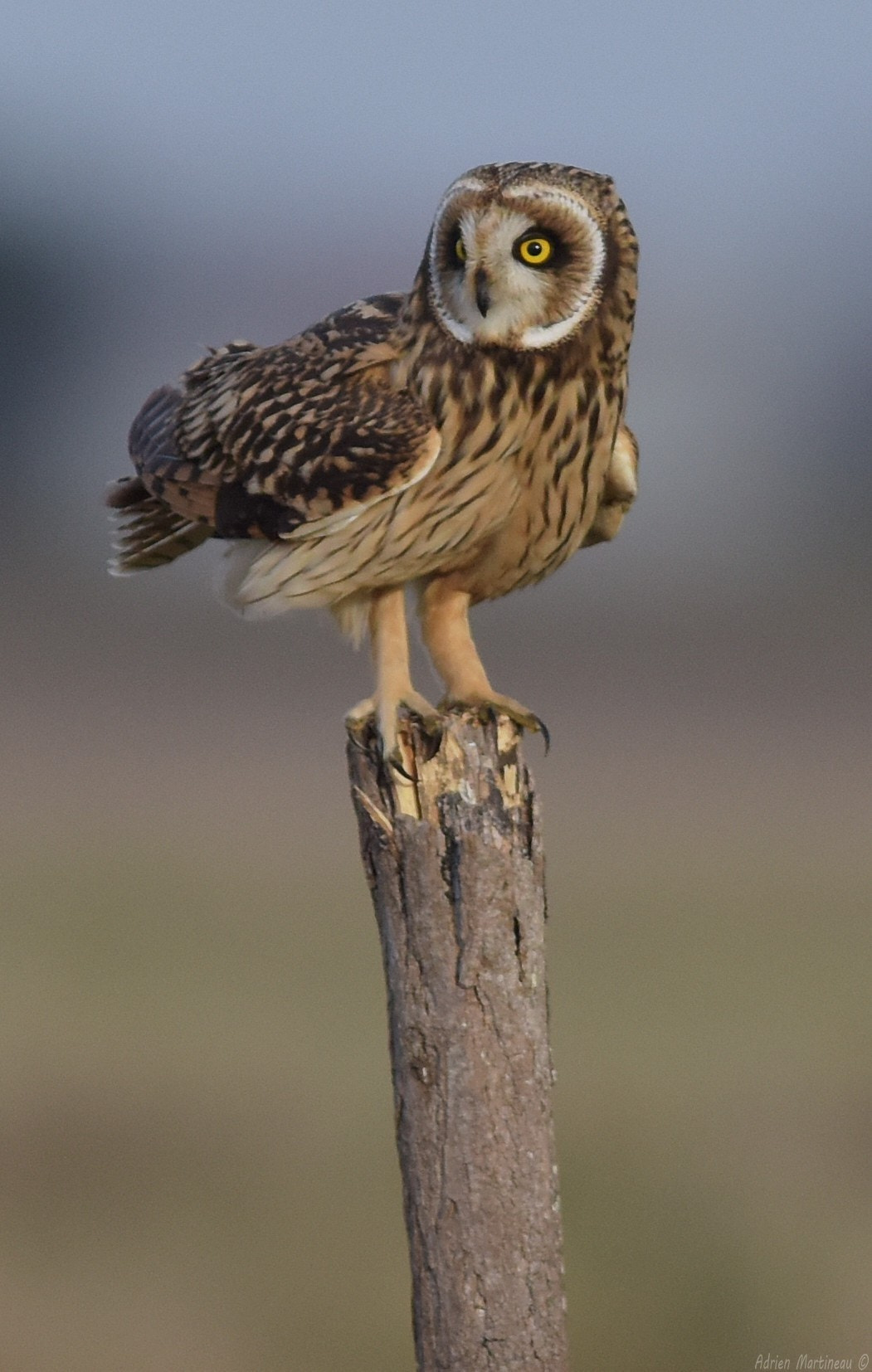 Nikon AF-S Nikkor 300mm F2.8G ED-IF VR sample photo. Hibou des marais (asio flammeus) photography