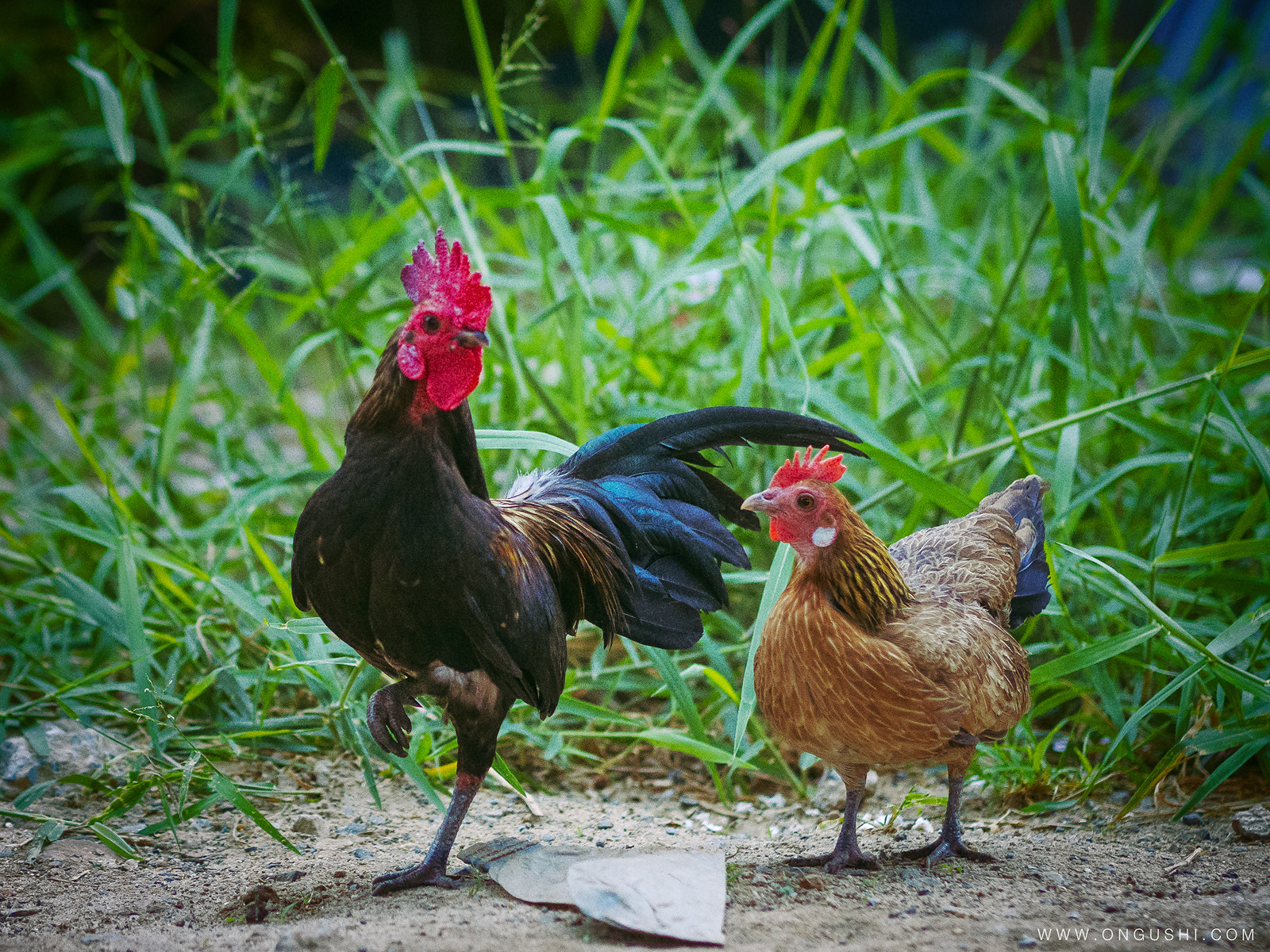 Olympus OM-D E-M10 II + Olympus M.Zuiko Digital 45mm F1.8 sample photo. My finder 97: couple rooster photography
