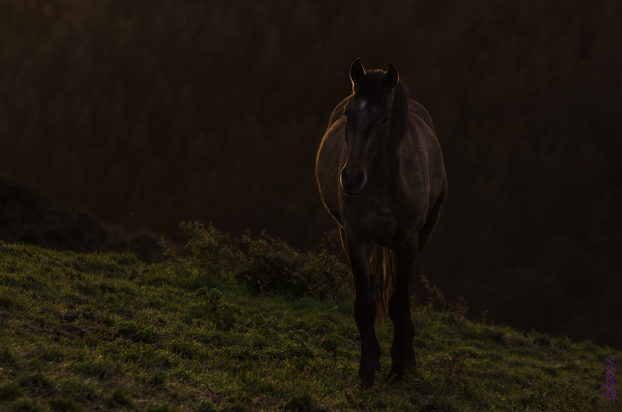 Sigma 70-200mm F2.8 EX DG OS HSM sample photo. Ocasos... photography