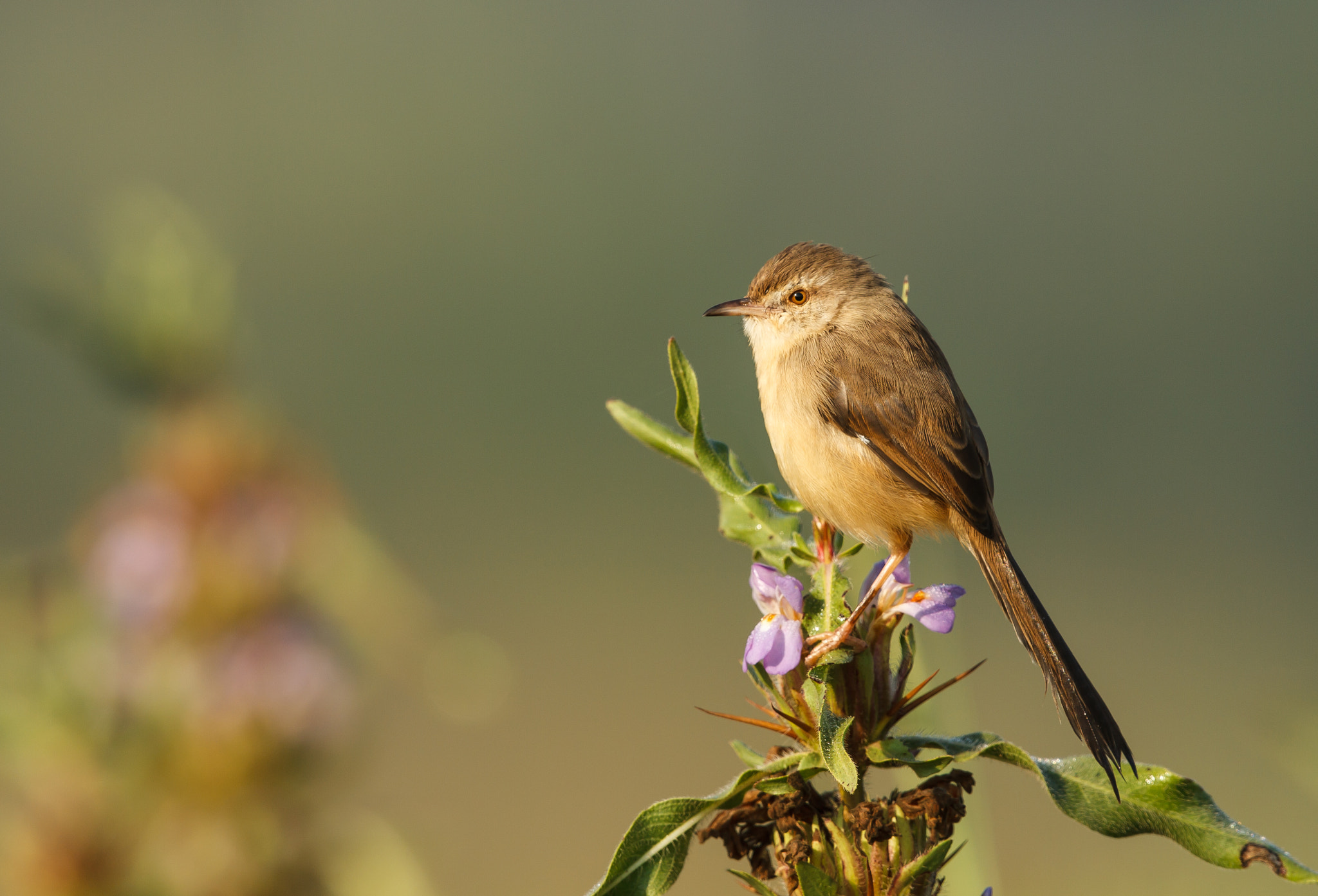 Canon EF 500mm F4L IS II USM sample photo. Plain prinia on the look out photography
