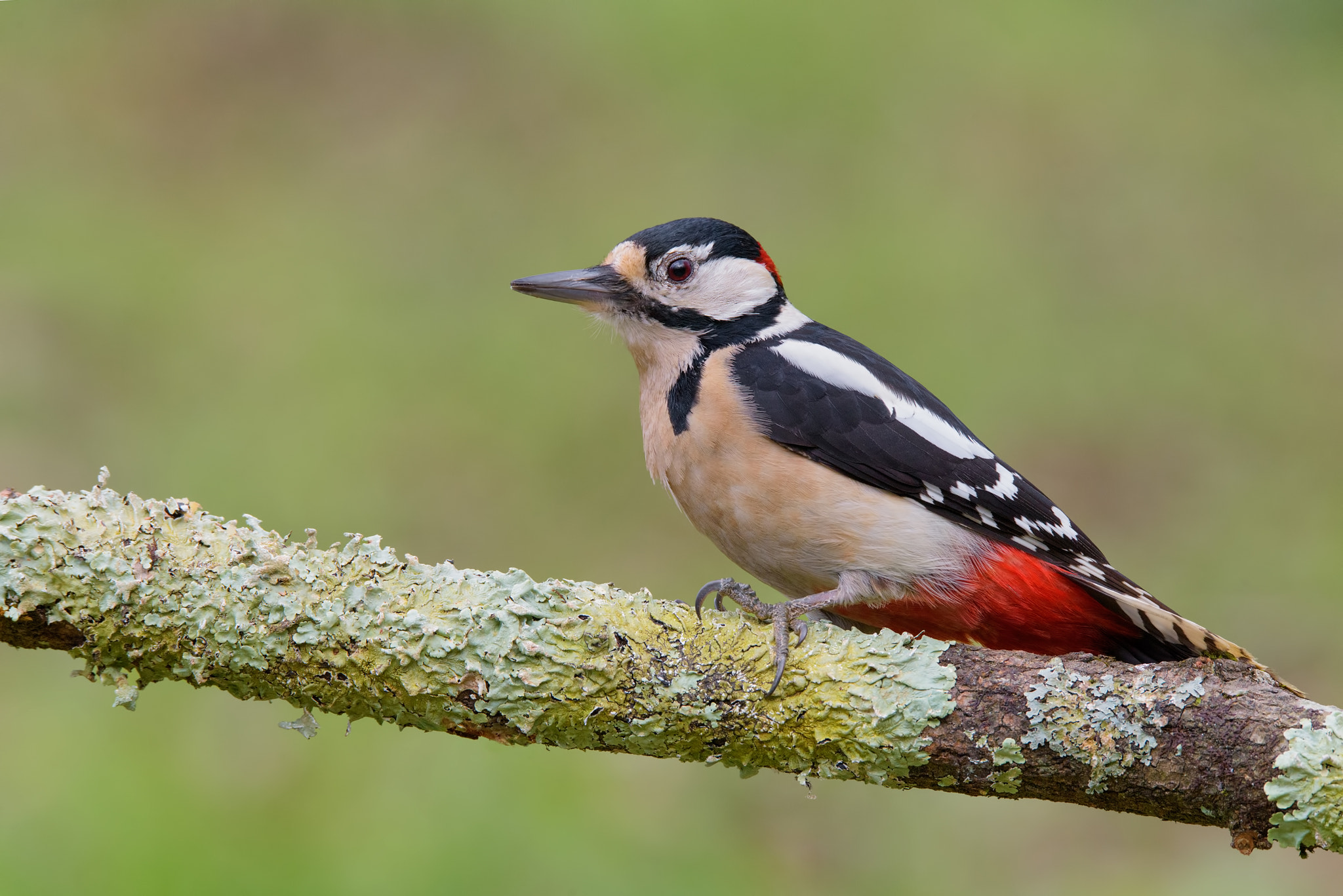 Sigma 150-600mm F5-6.3 DG OS HSM | S sample photo. Great spotted woodpecker under lichens photography