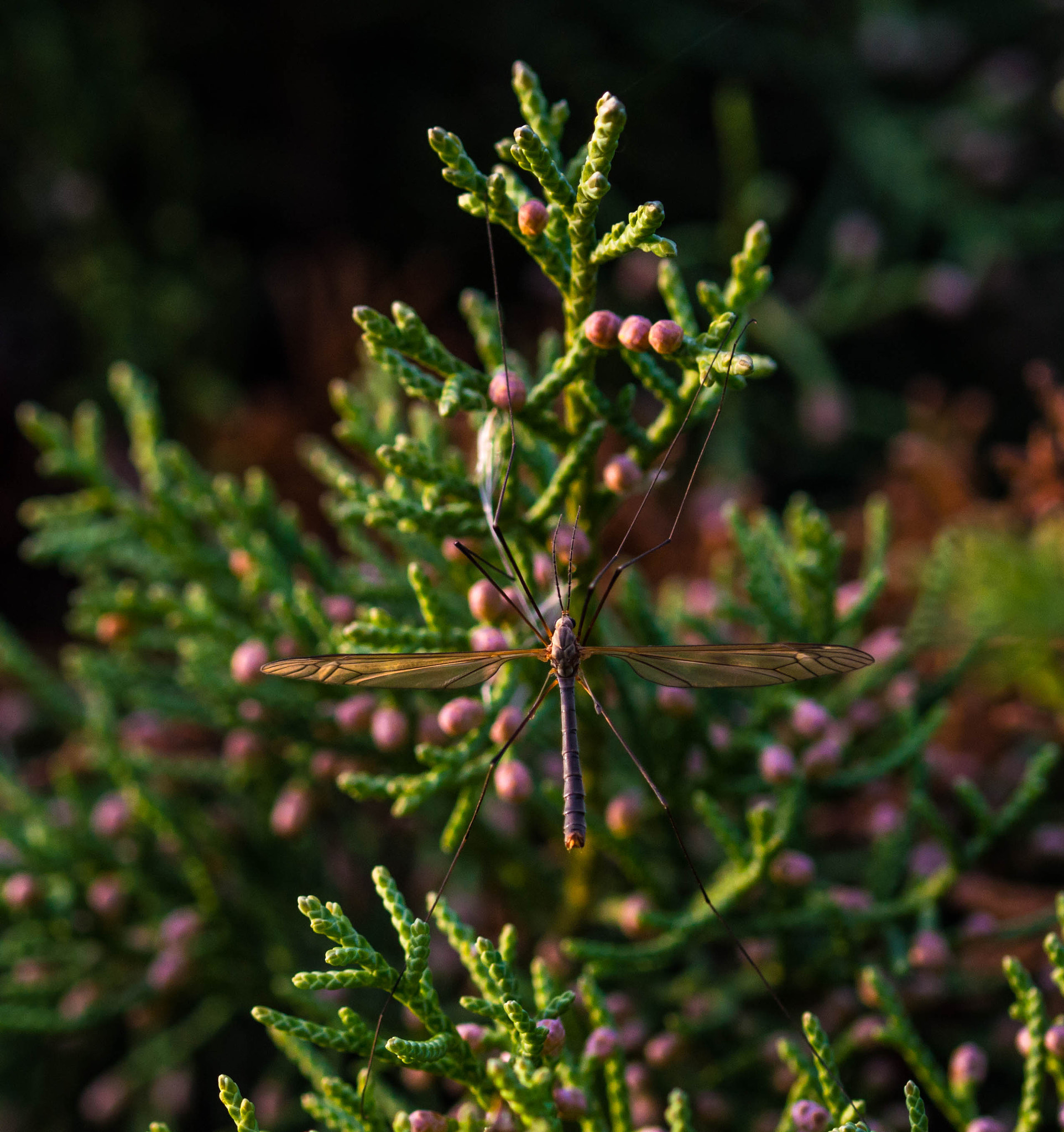 Sigma 105mm F2.8 EX DG OS HSM sample photo. Balanced photography