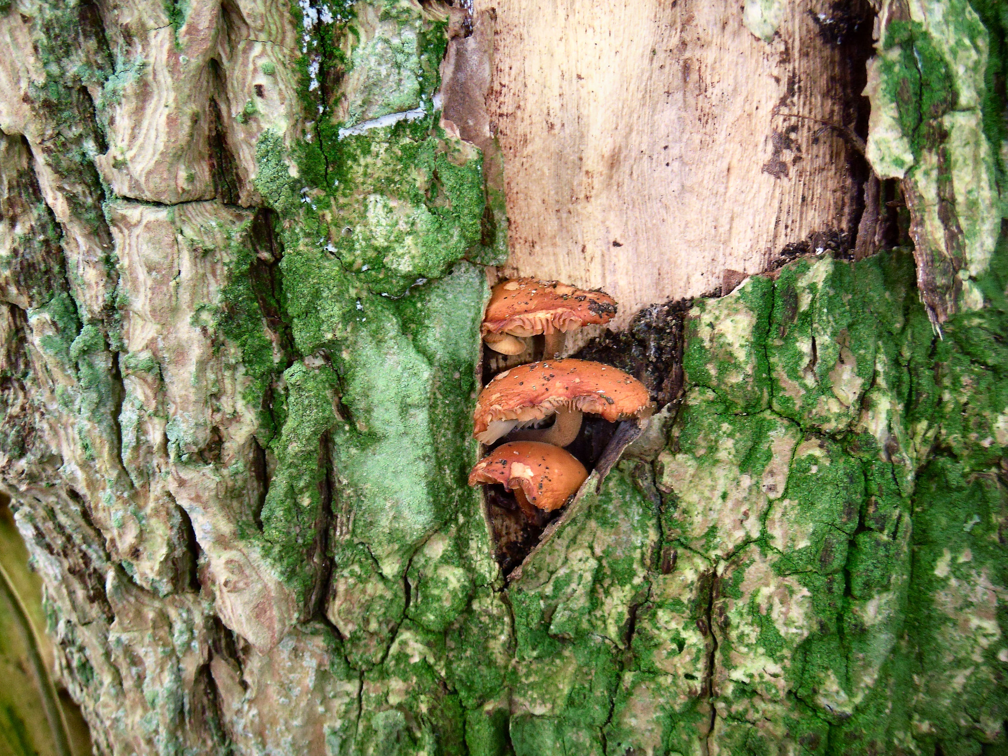 Fujifilm FinePix Z300 sample photo. Mushrooms on a birch trunk between bark photography