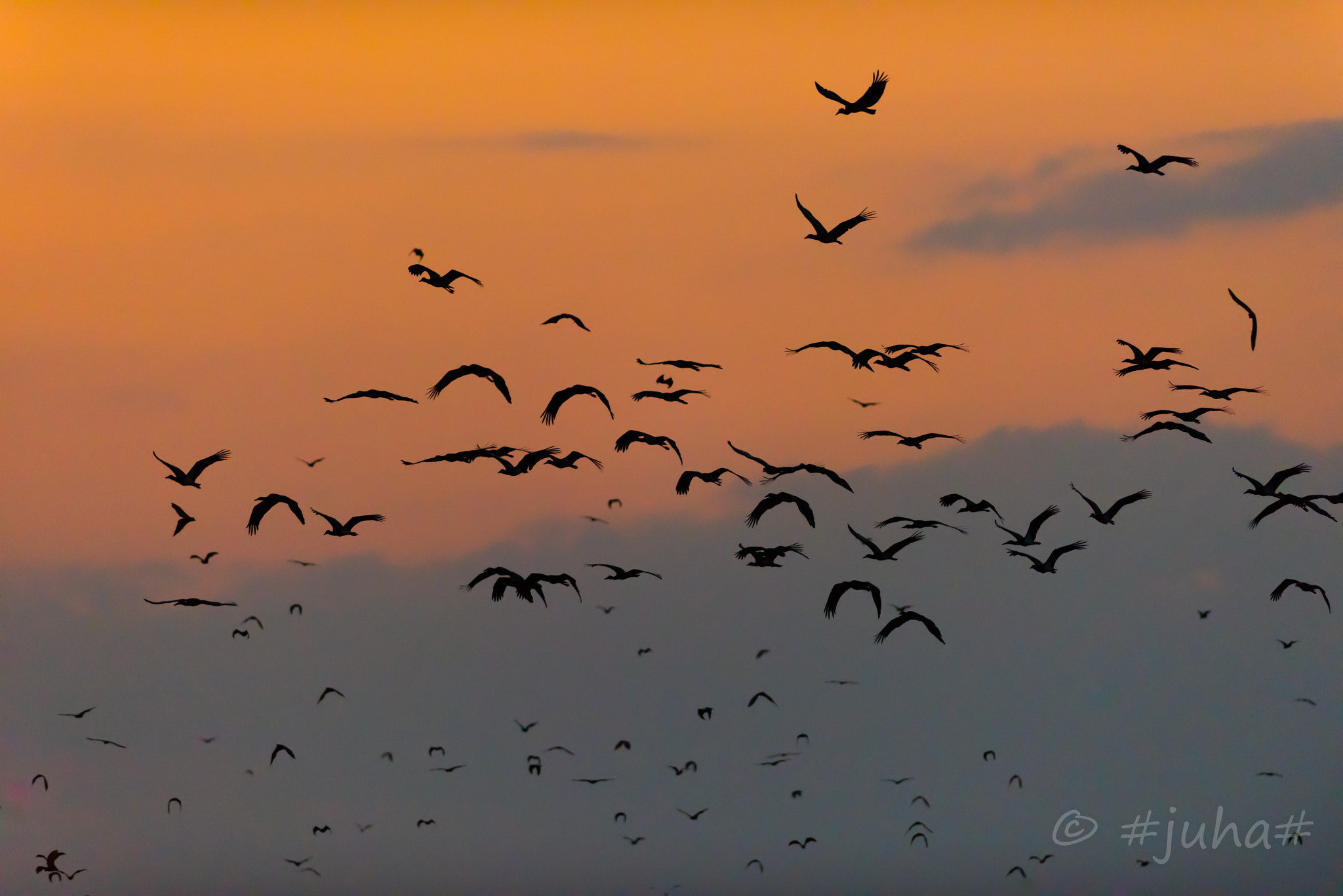 Nikon AF-S Nikkor 300mm F2.8G ED-IF VR sample photo. Kasanka bats with storck photography