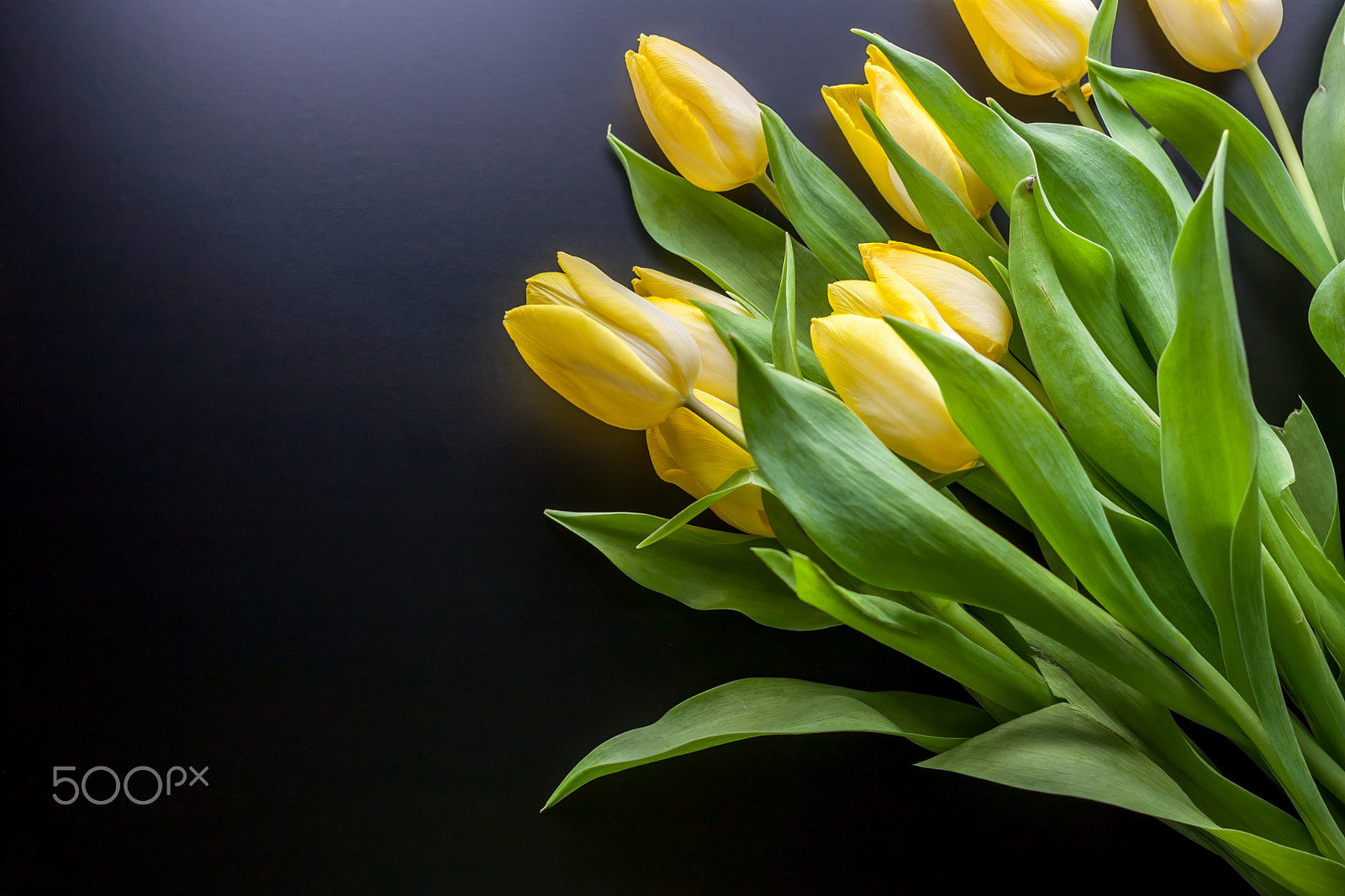 Canon EOS 500D (EOS Rebel T1i / EOS Kiss X3) + Canon EF 40mm F2.8 STM sample photo. Yellow tulips on a black background photography