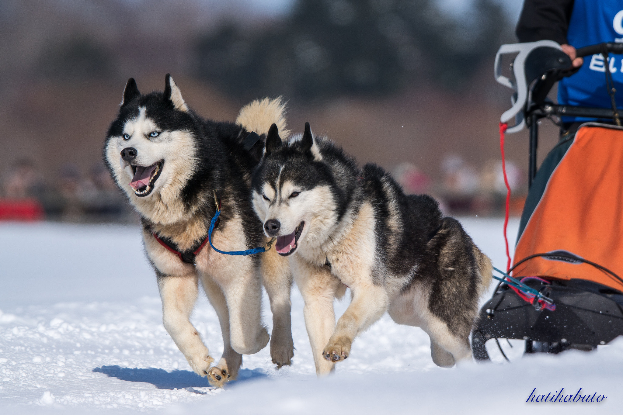 Sony ILCA-77M2 + Tamron SP 150-600mm F5-6.3 Di VC USD sample photo. We run the snowy field photography