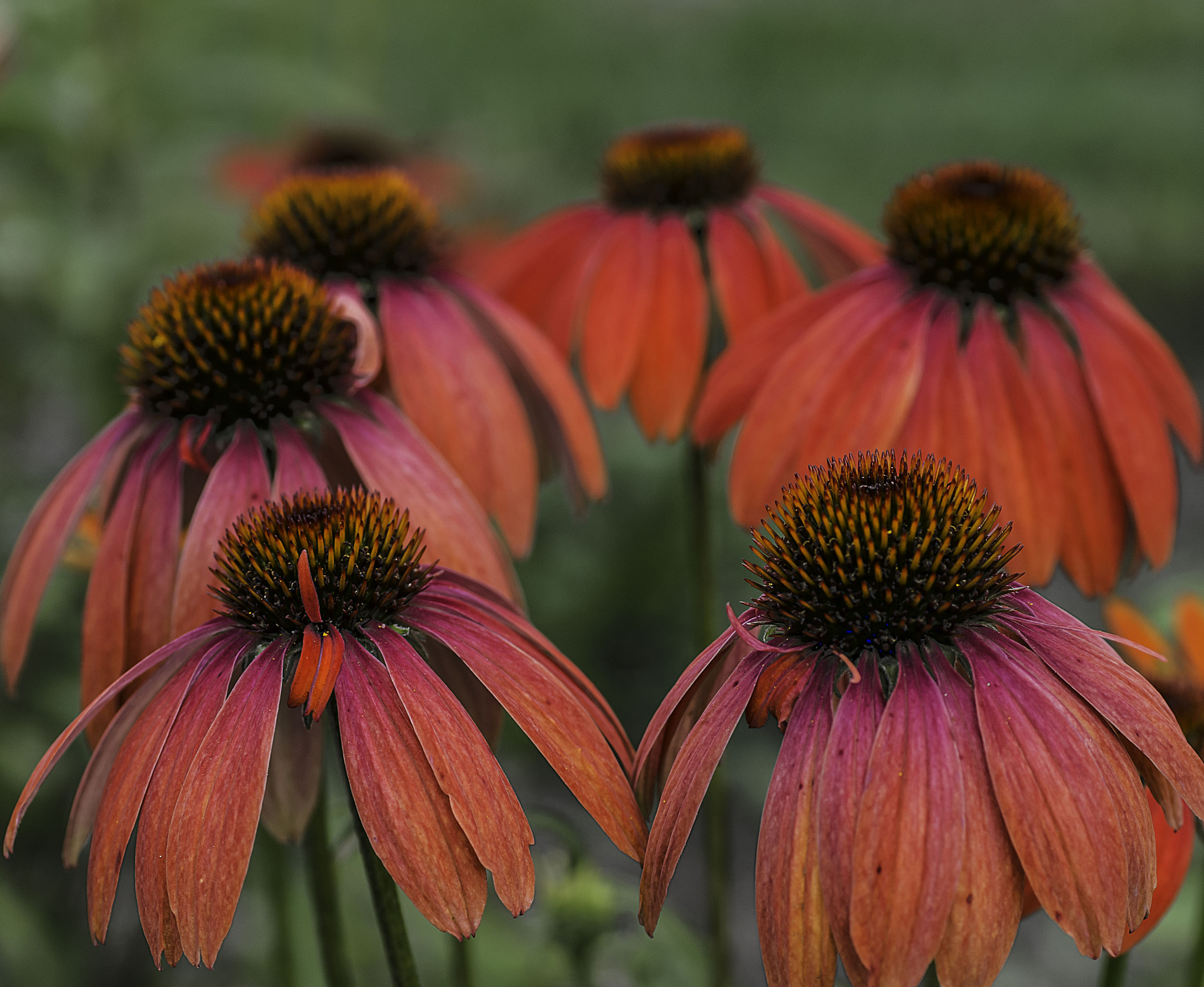 Pentax K-5 II sample photo. Echinacea photography