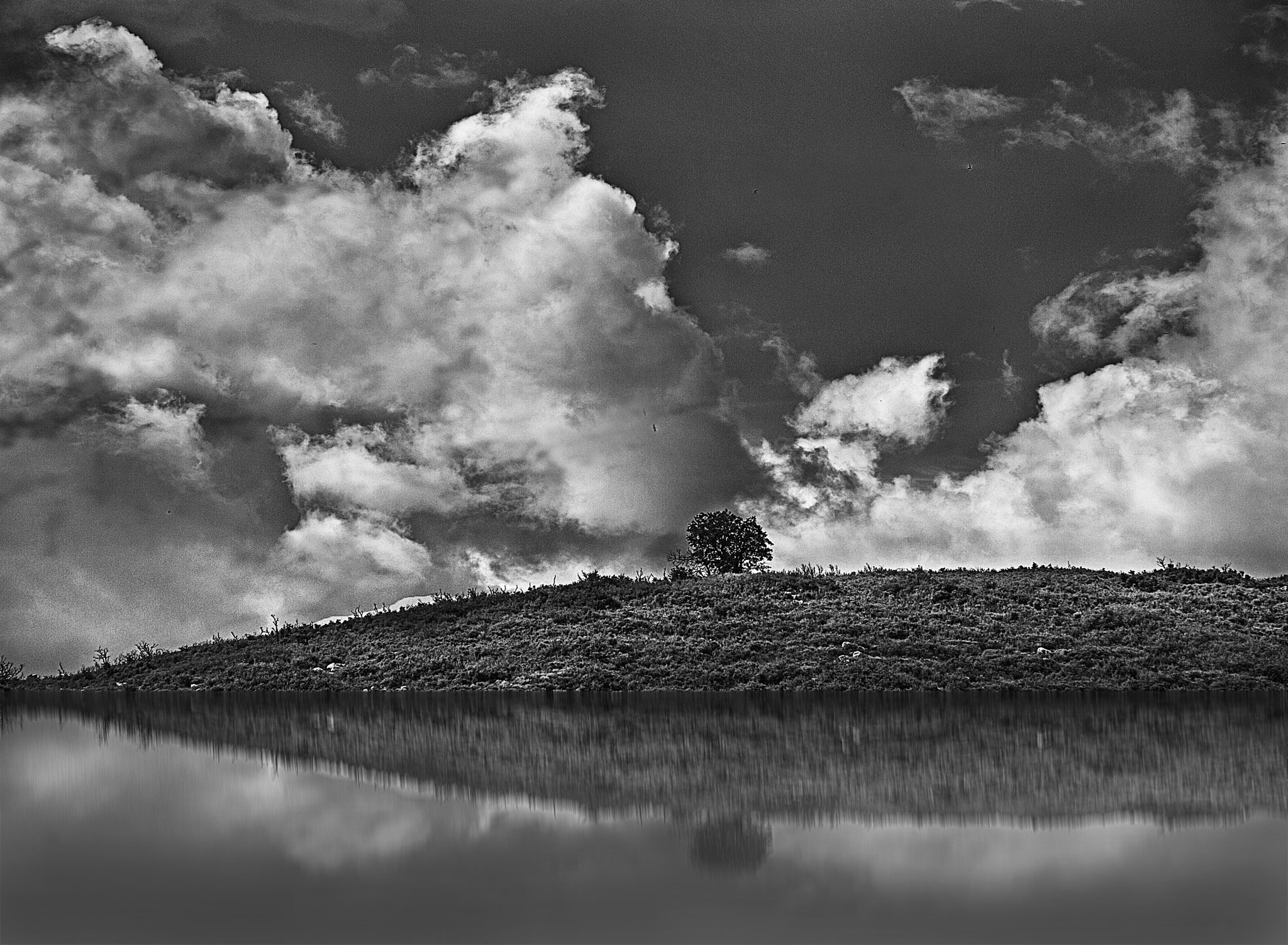 Sigma 18-200mm f/3.5-6.3 DC OS sample photo. El árbol photography