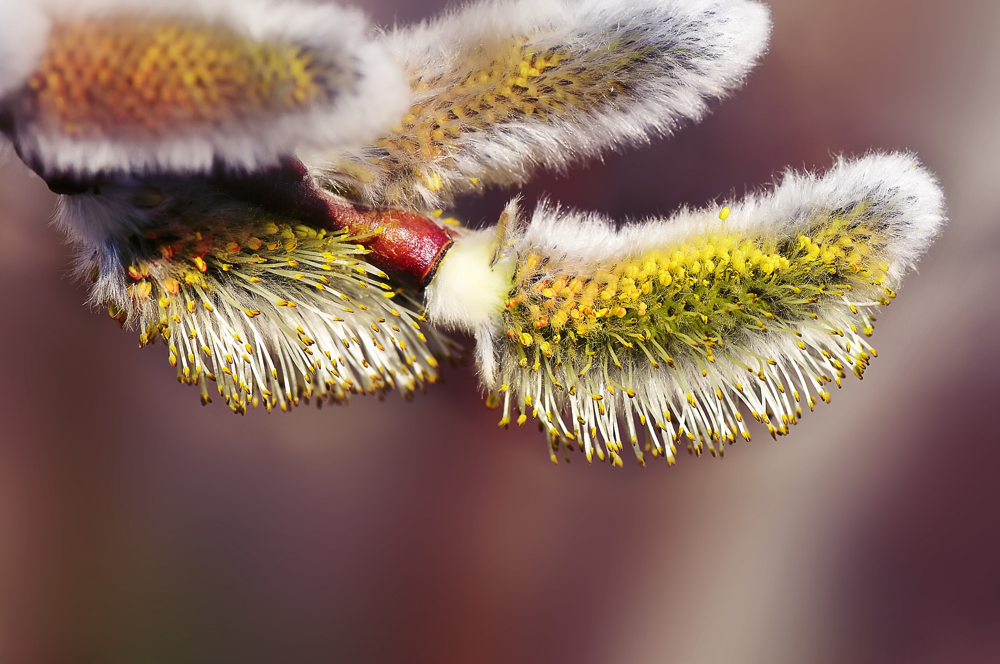 AF Micro-Nikkor 105mm f/2.8 sample photo. Цветение вербы photography