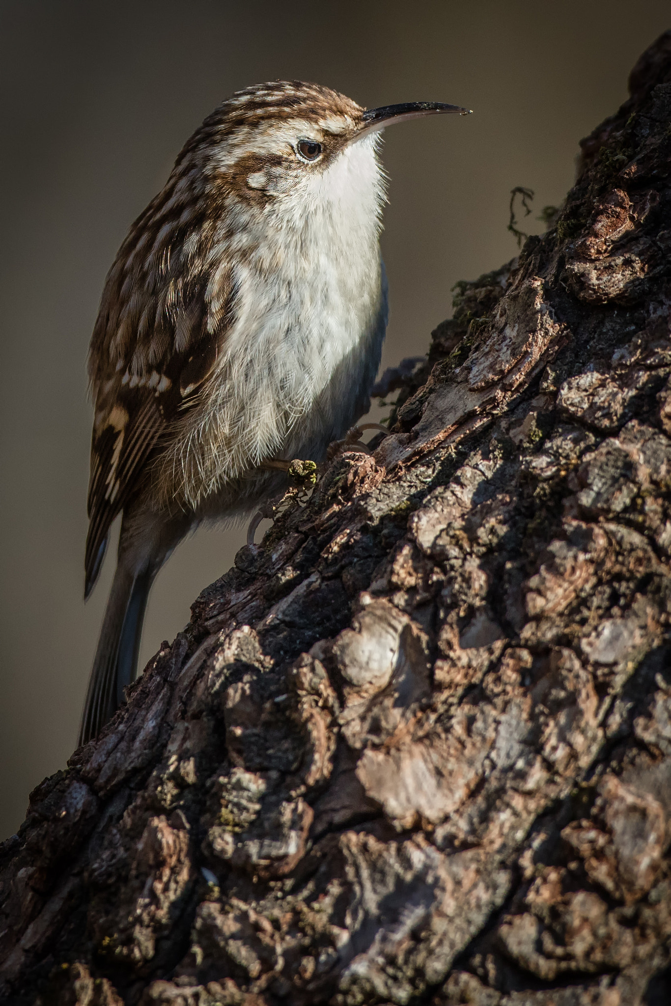Canon EOS 5DS R + Canon EF 500mm F4L IS USM sample photo. Tree-creeper photography
