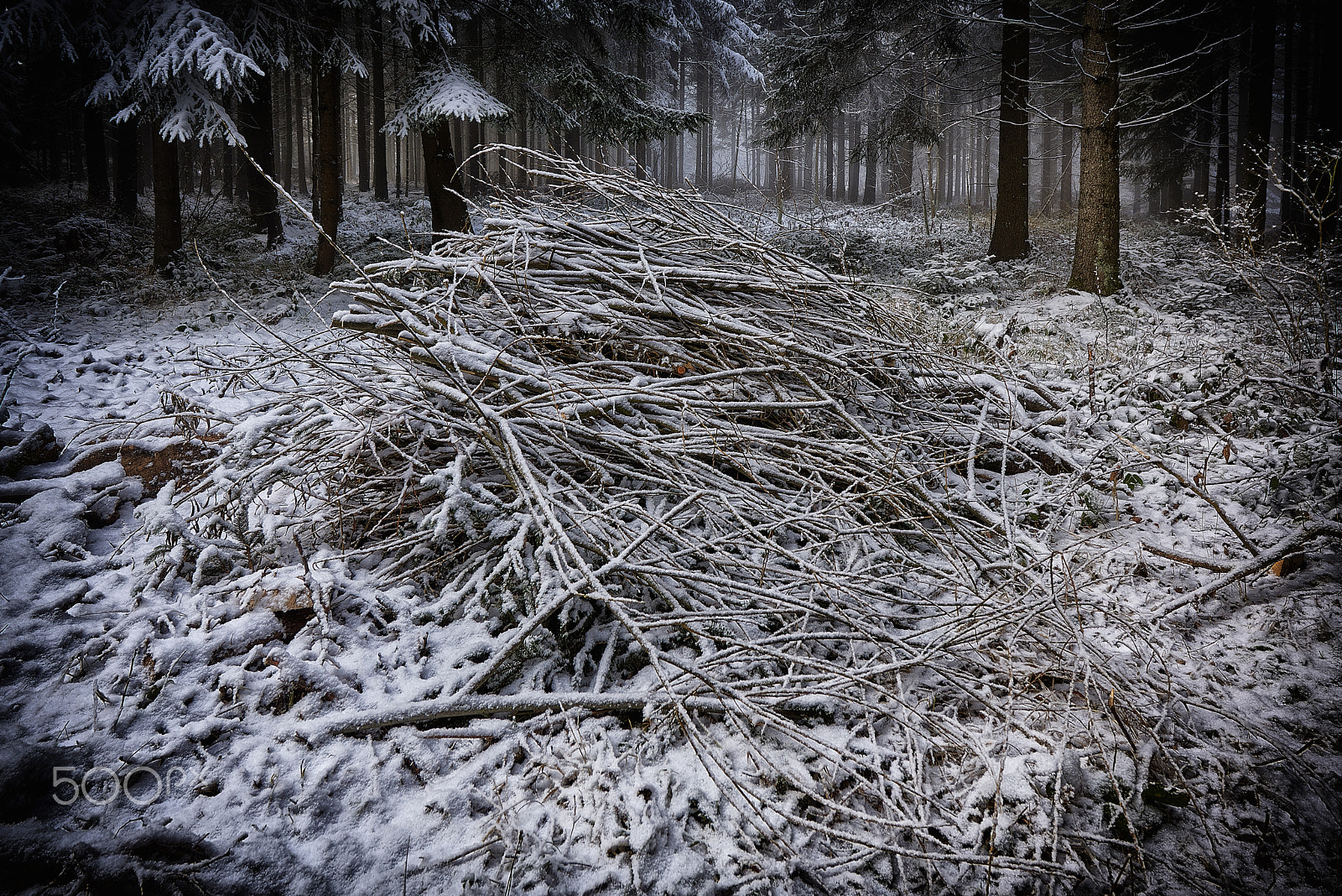 Nikon AF-S Nikkor 14-24mm F2.8G ED sample photo. Winterwald photography