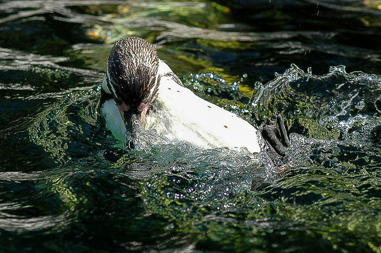 Nikon D70 sample photo. Penguin photography