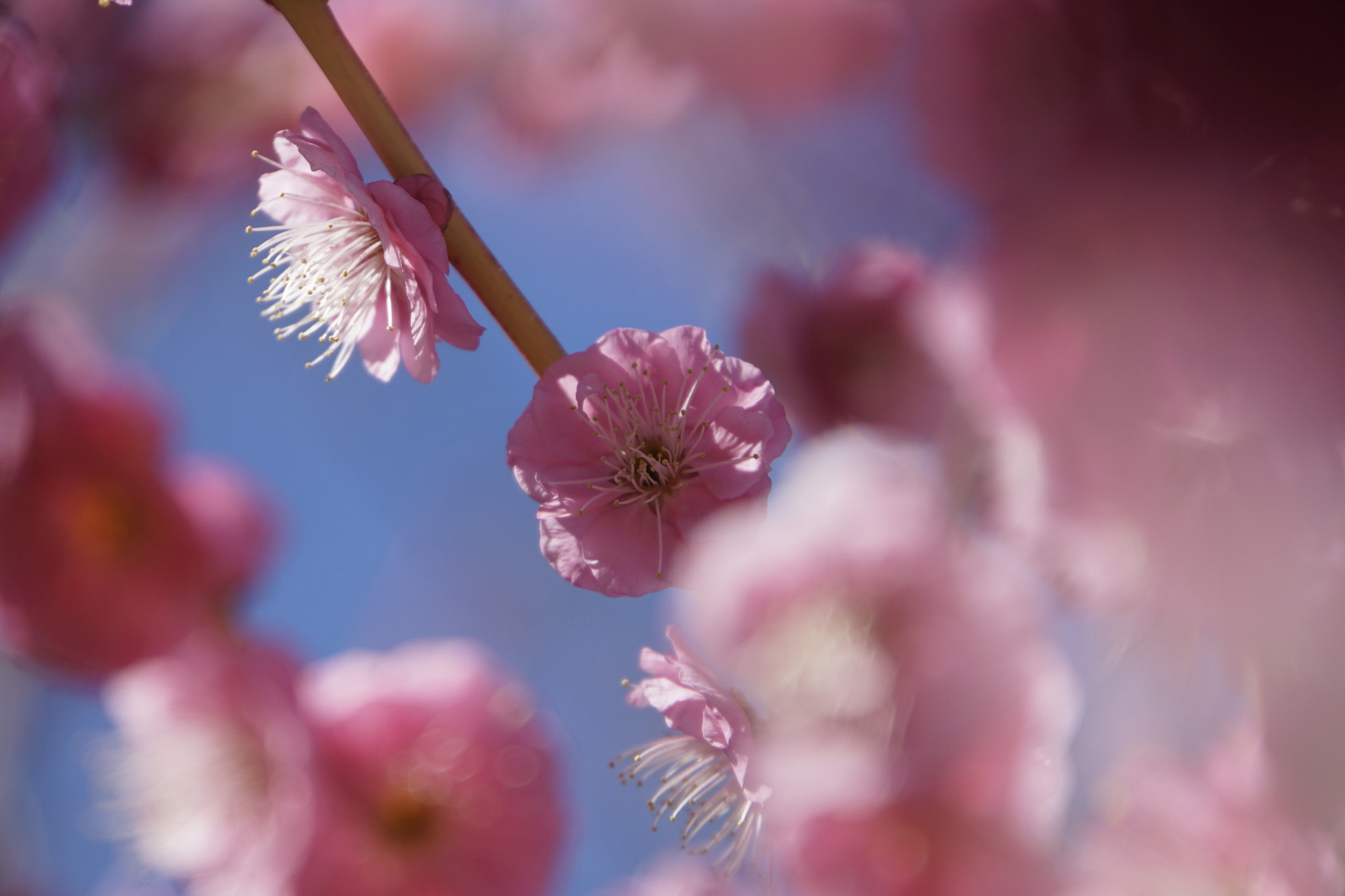 Sony E 18-200mm F3.5-6.3 sample photo. ☆*your smile*☆ photography