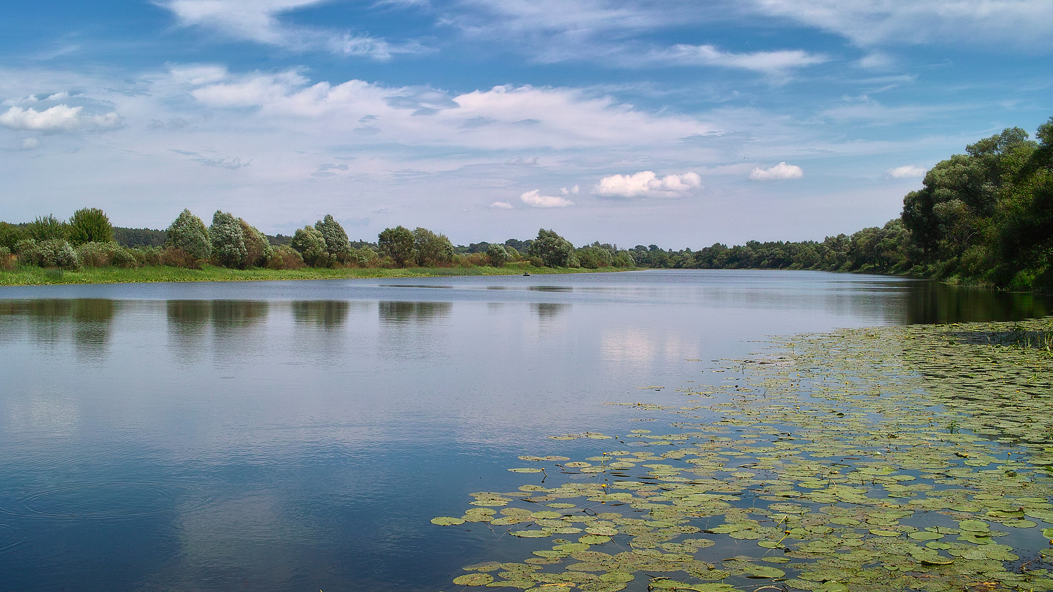 Sigma DP2 sample photo. Zenith of summer. photography
