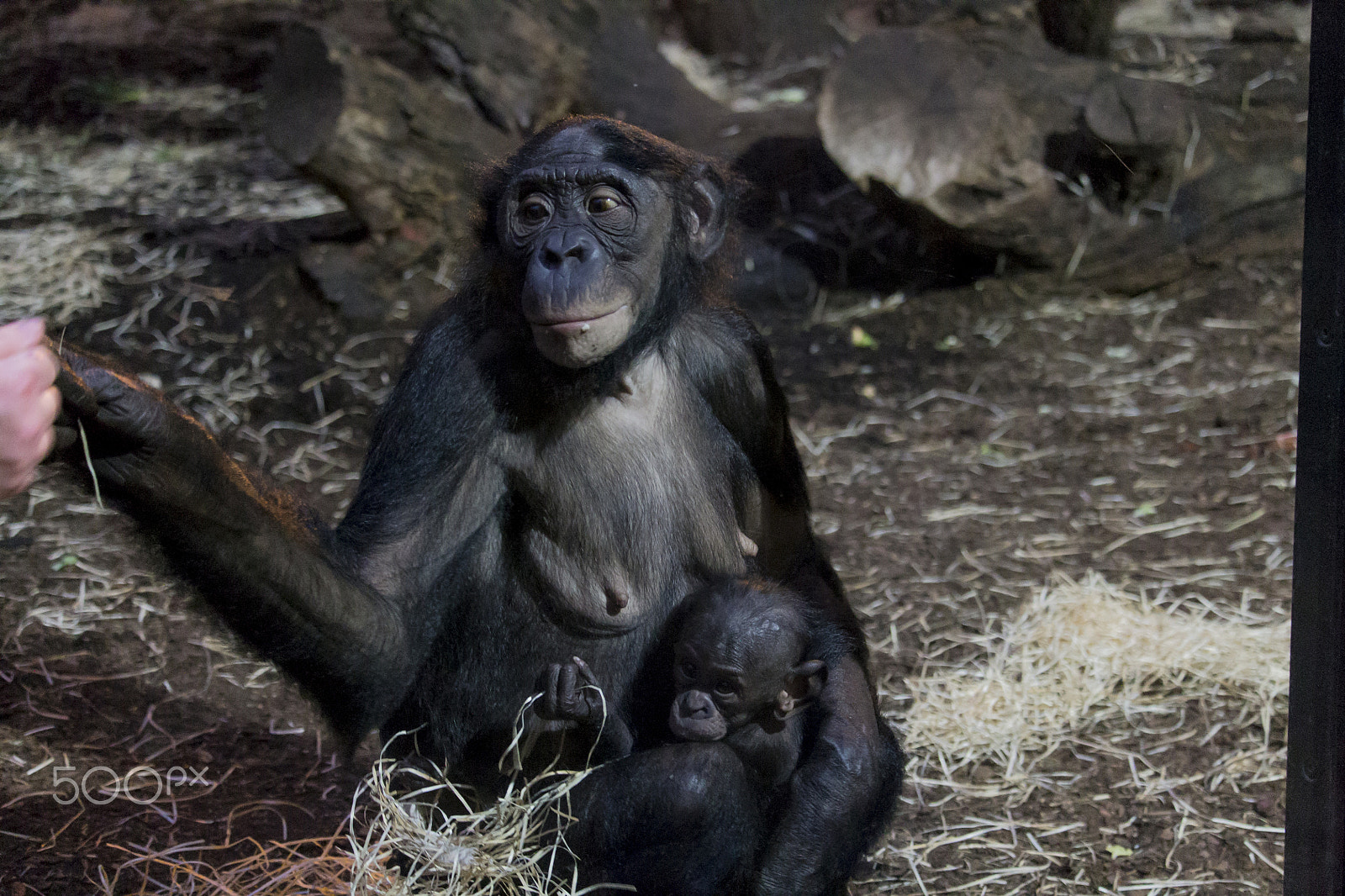 Canon EF-S 55-250mm F4-5.6 IS STM sample photo. Img photography