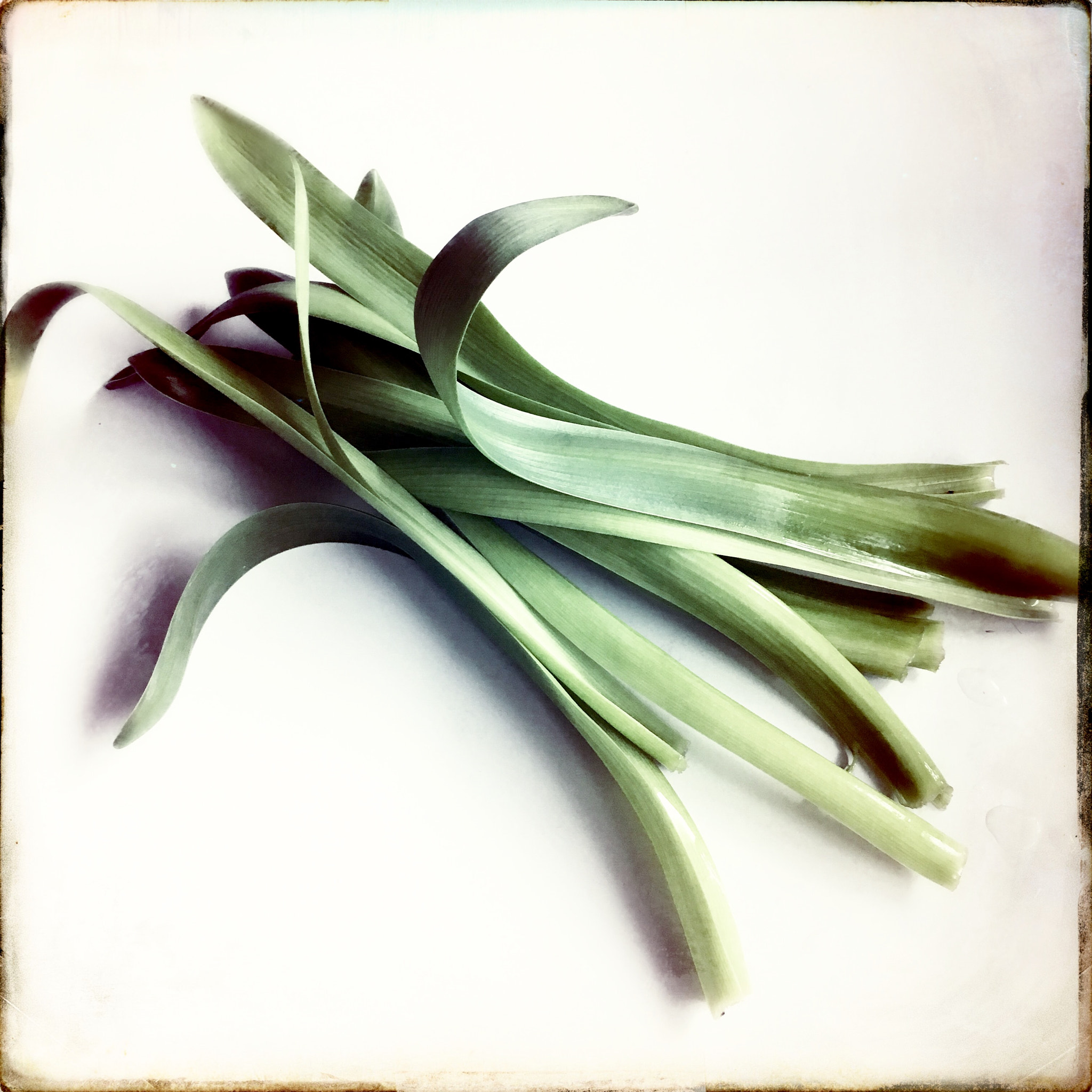 Hipstamatic 331 sample photo. Leaves photography