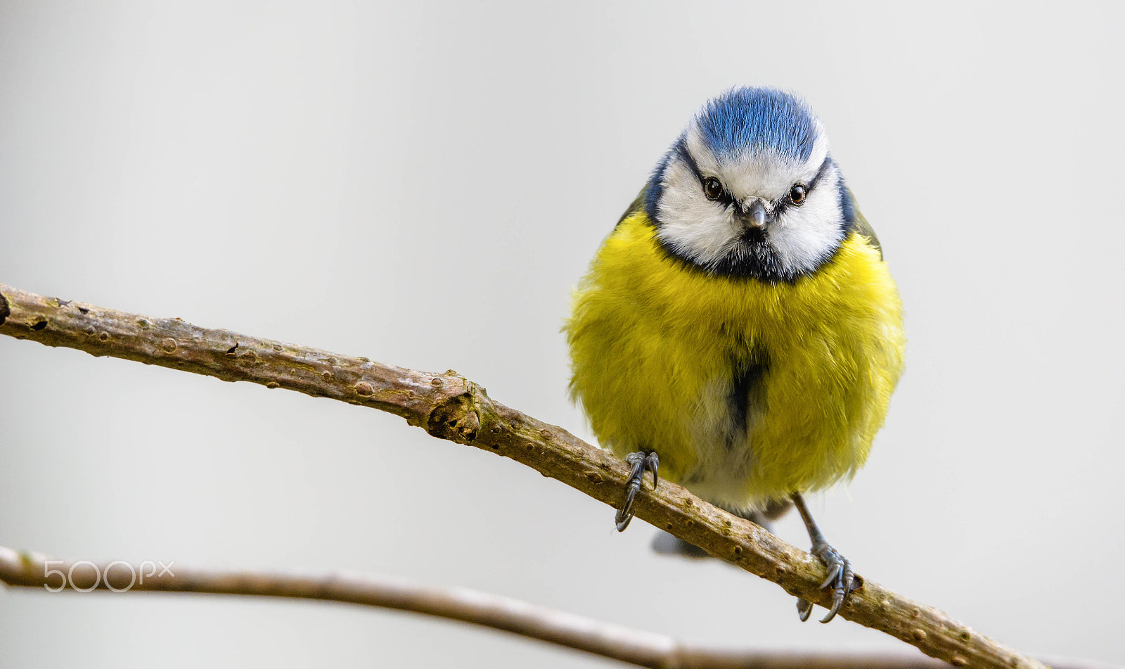 Sigma 150-600mm F5-6.3 DG OS HSM | S sample photo. The eurasian blue tit ( cyanistes caeruleus) photography