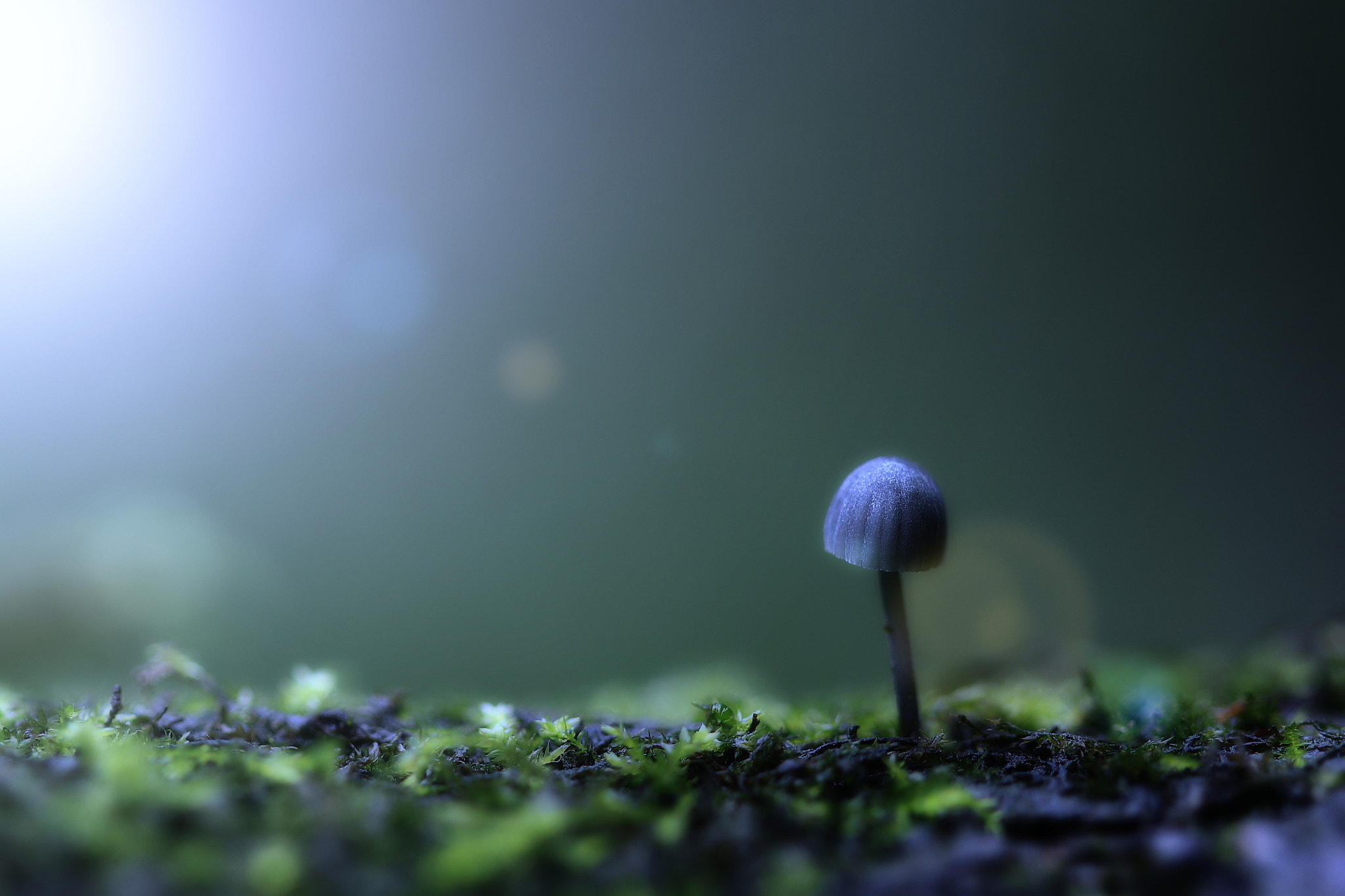 Canon EF 100mm F2.8 Macro USM sample photo. Moonstruck photography
