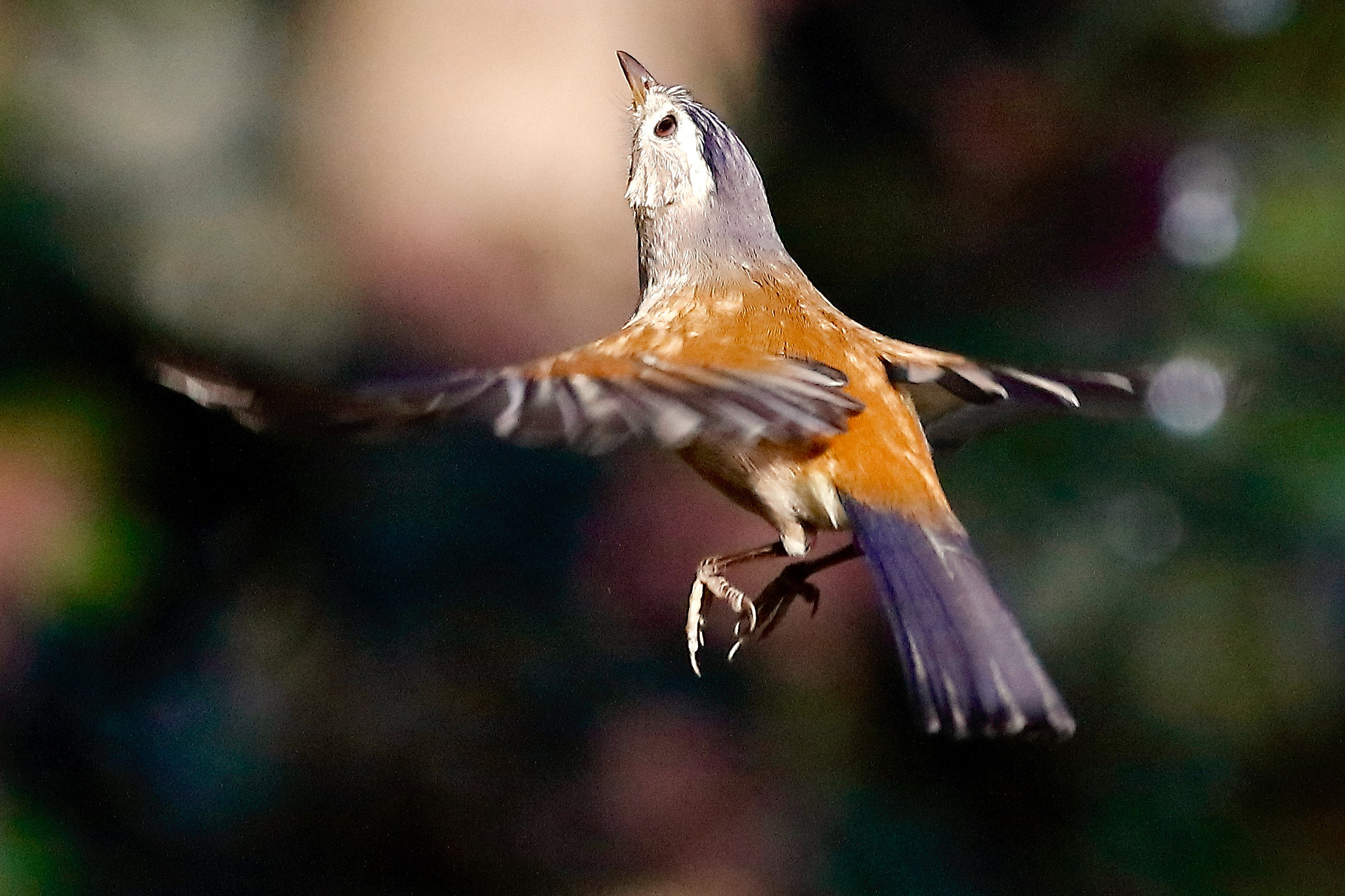 Canon EF 100-400mm F4.5-5.6L IS USM sample photo