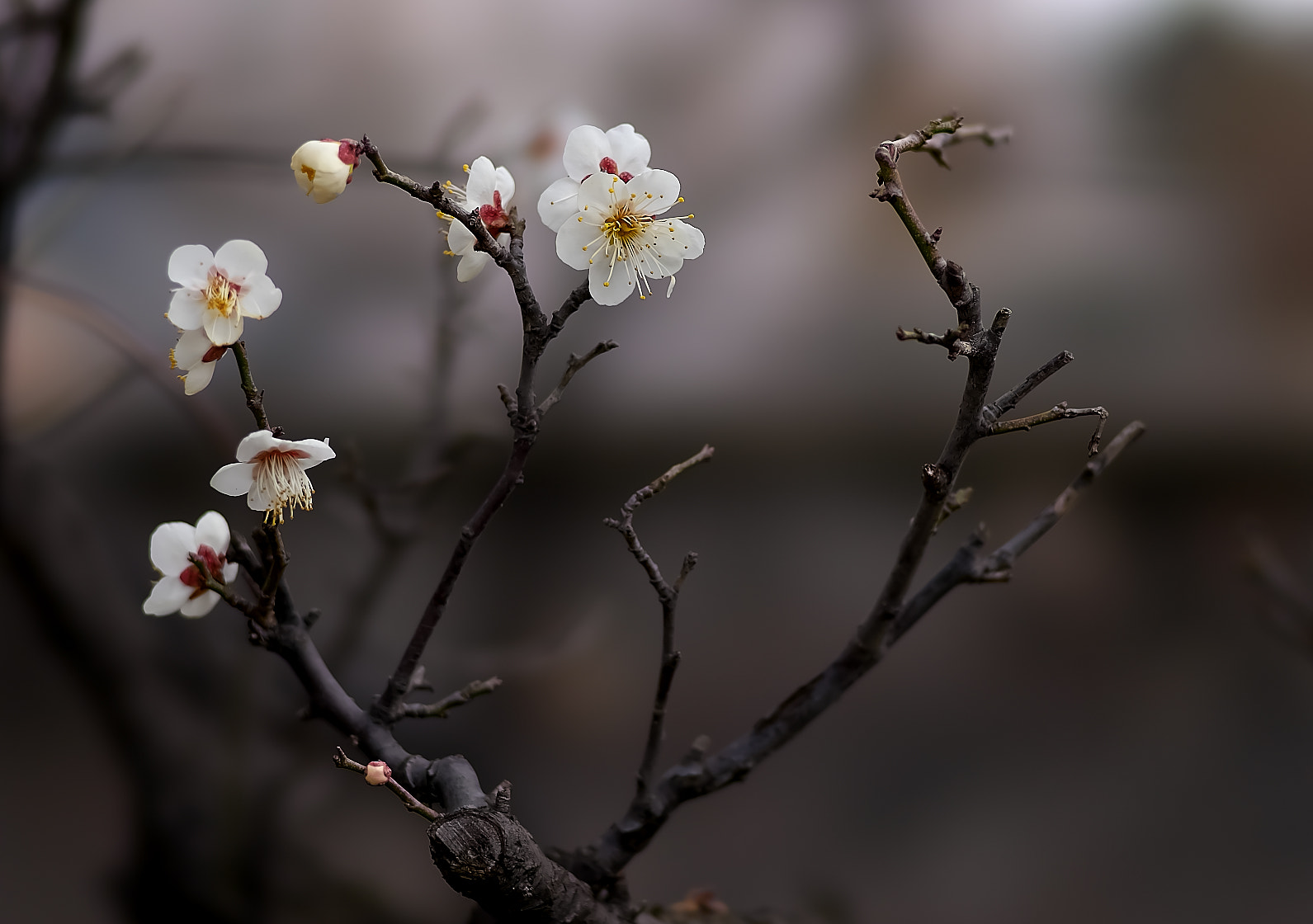 135mm F2.8[T4.5] STF sample photo. White plum photography