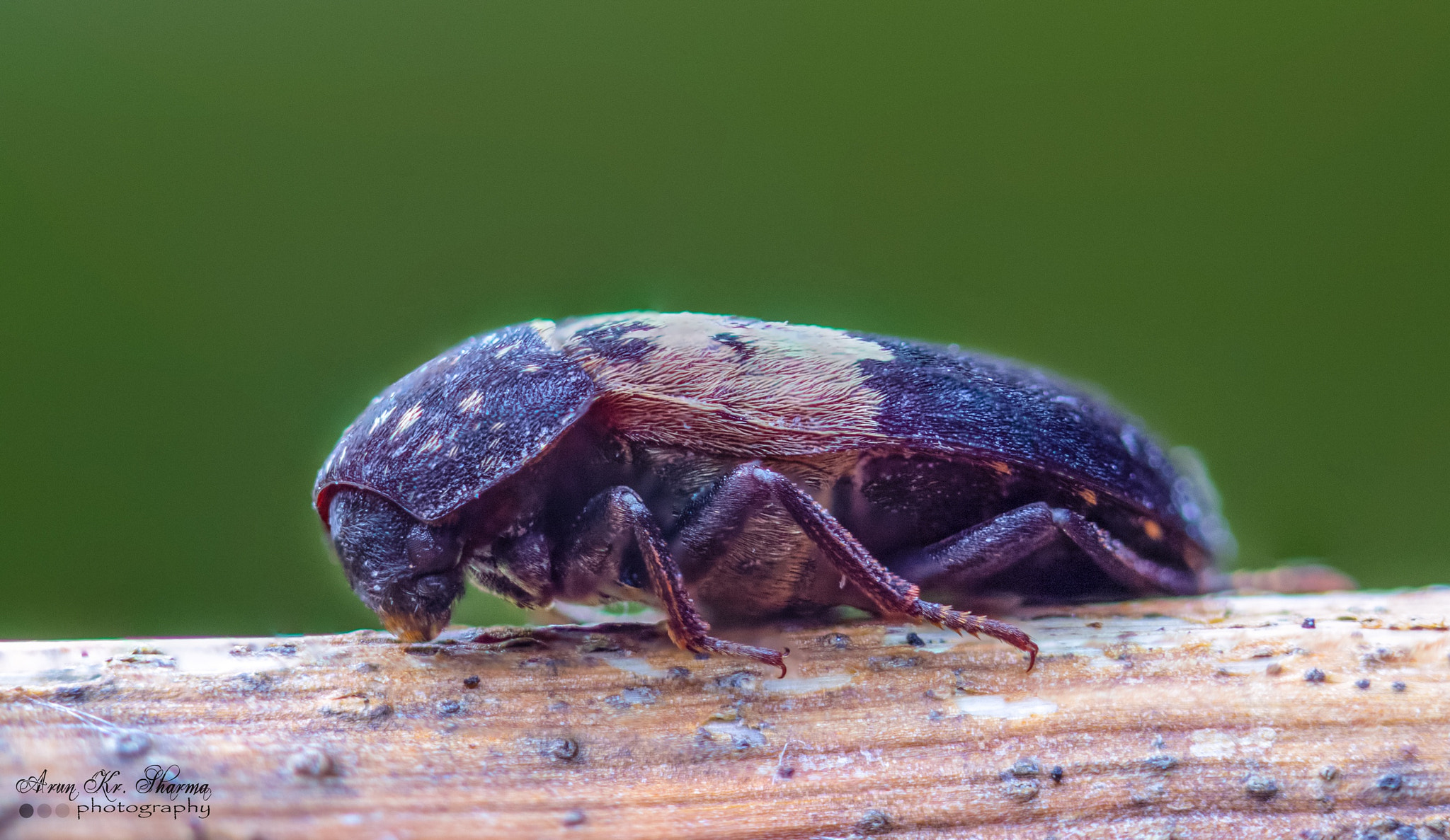 Canon EF-S 60mm F2.8 Macro USM sample photo. The bug photography
