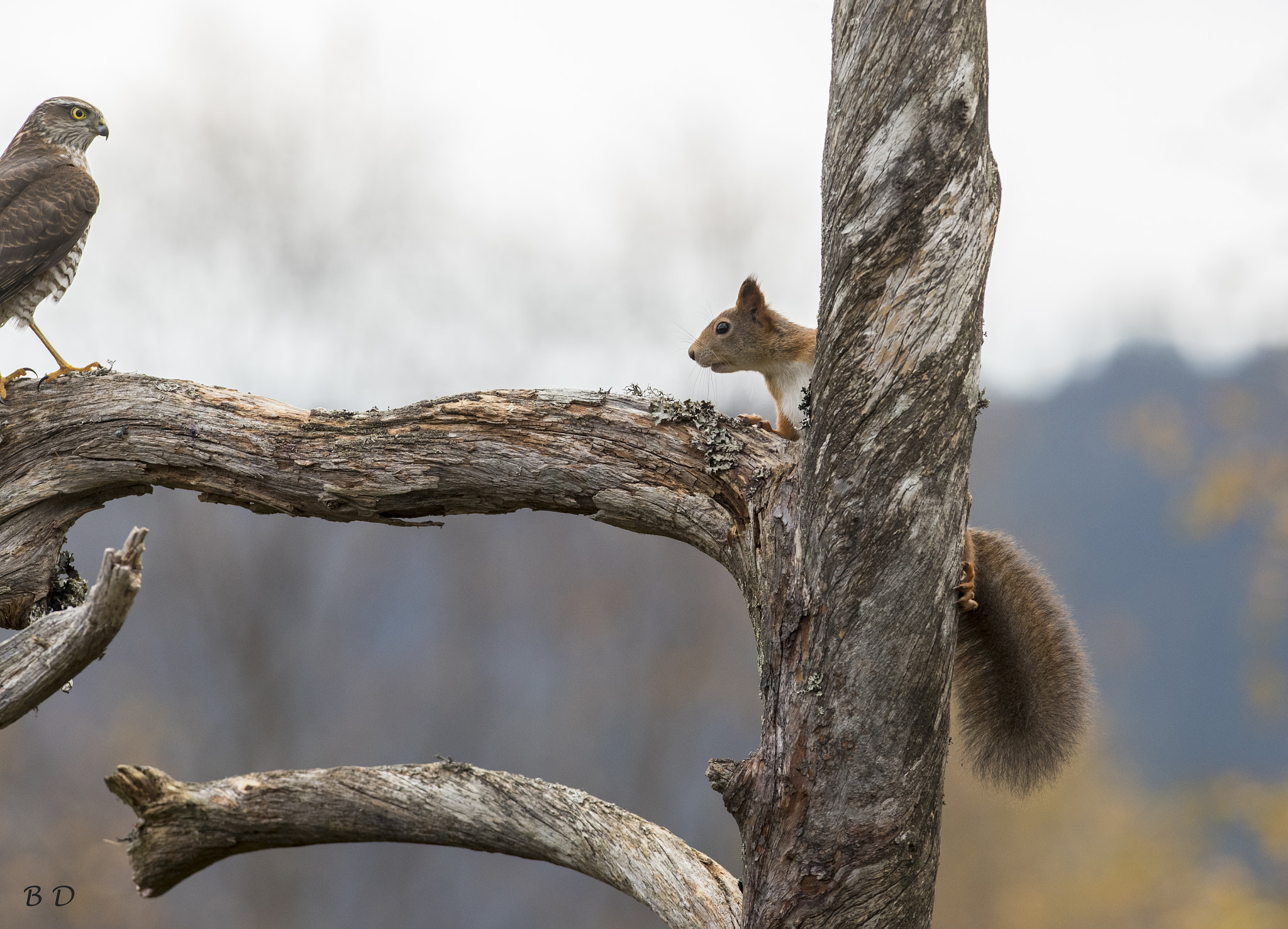 Canon EF 300mm F2.8L IS USM sample photo. Oh my god you again!! photography